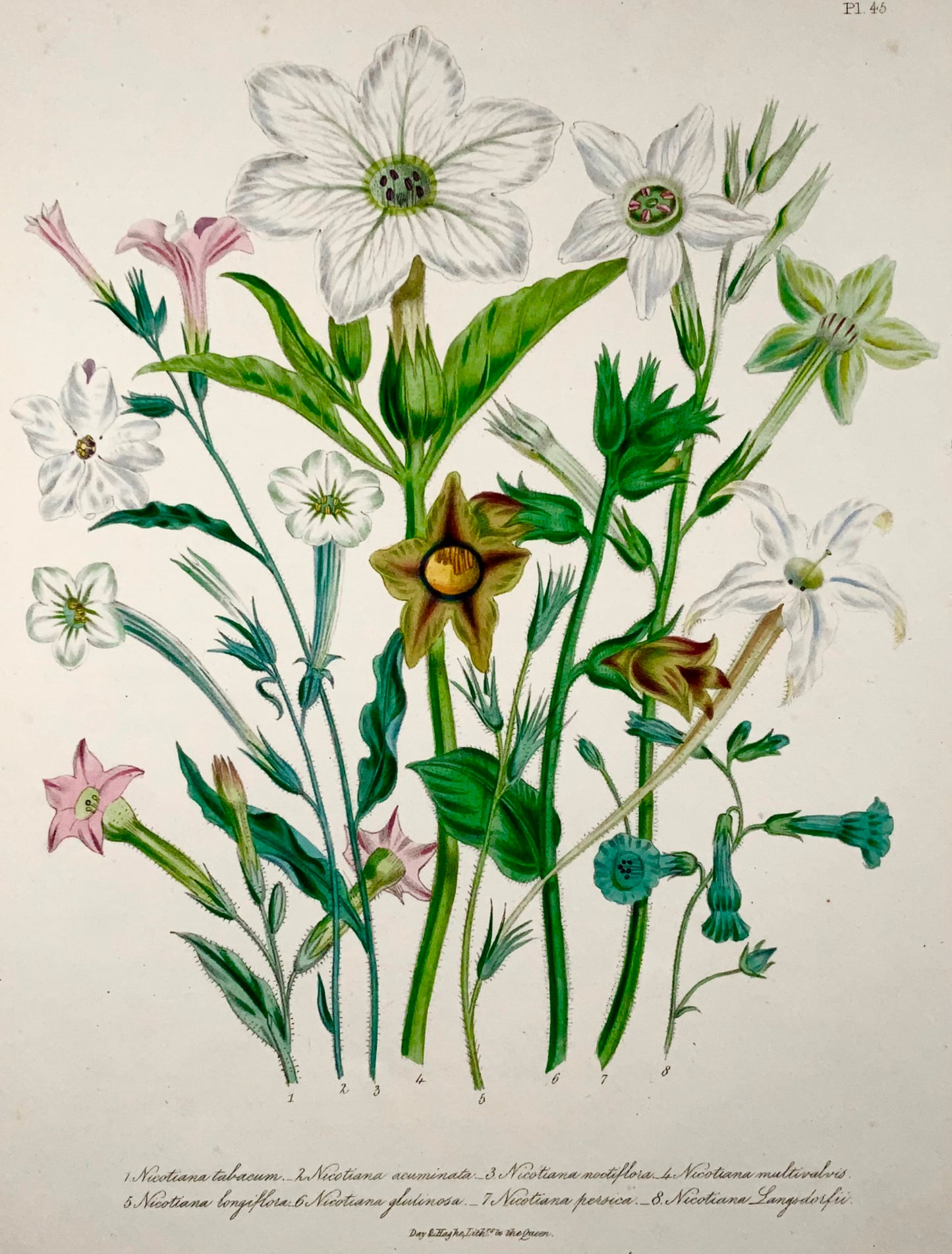 1841 Tabac, Nicotiana, Jane Loudon, in-quarto, lithographie coloriée à la main 