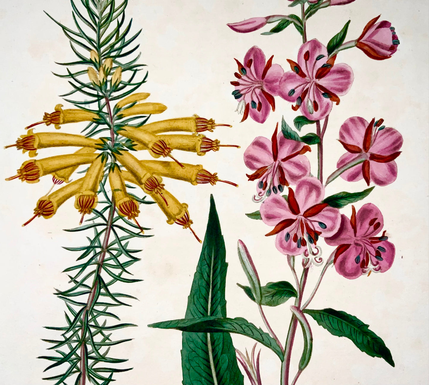 1805 Erica, Rose bay, rare Syd. Edwards, quarto, Practical Gardening, botany