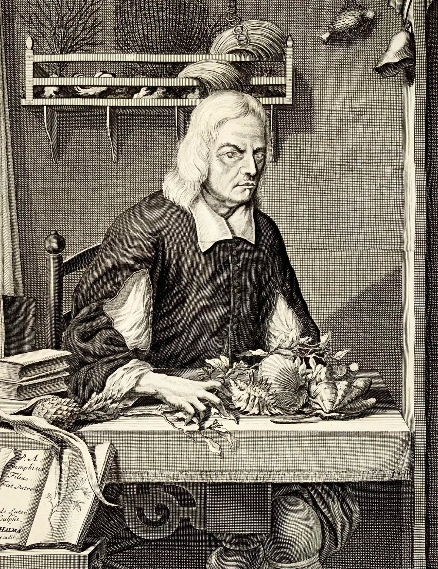 1741 Portrait de Georg Eberhard Rumphius, naturaliste, botaniste, grand in-folio, wunderkammer,