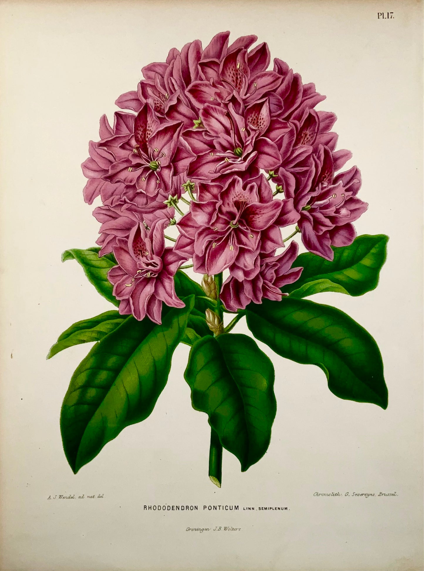 1868 Rhododendron, flower, botany, folio, Wendel, fine chromolithograph