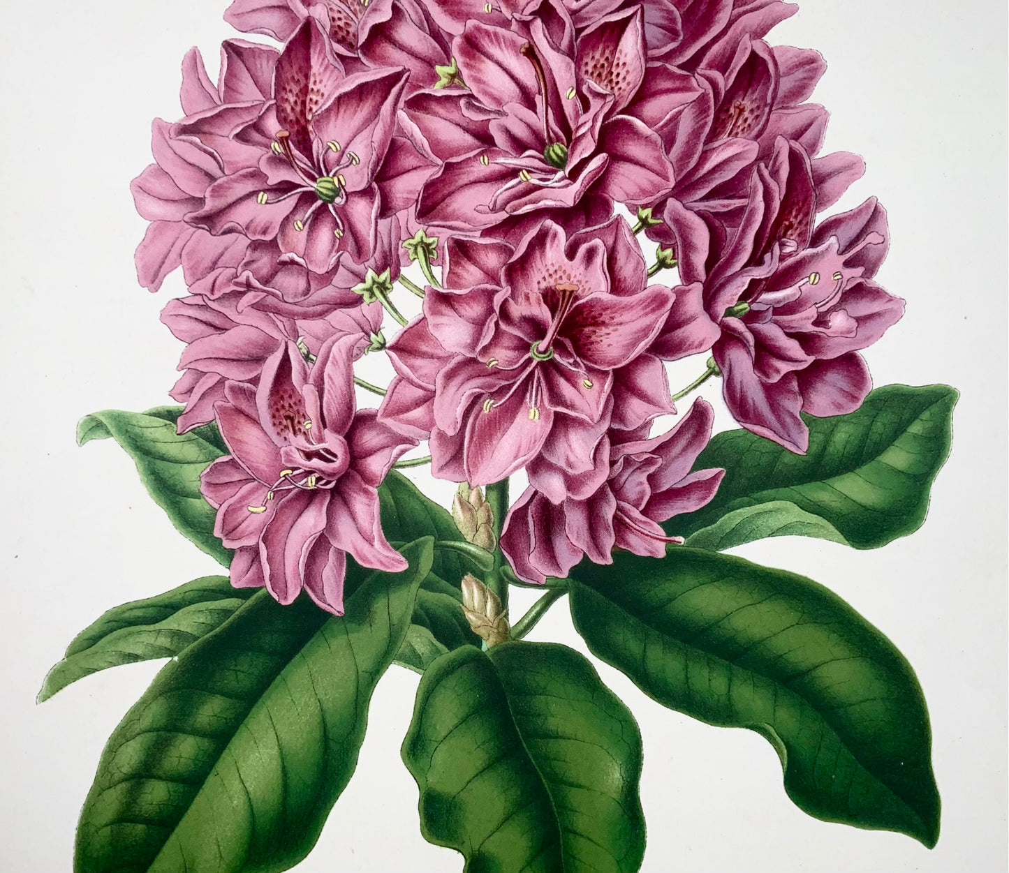 1868 Rhododendron, fleur, botanique, folio, Wendel, chromolithographie fine