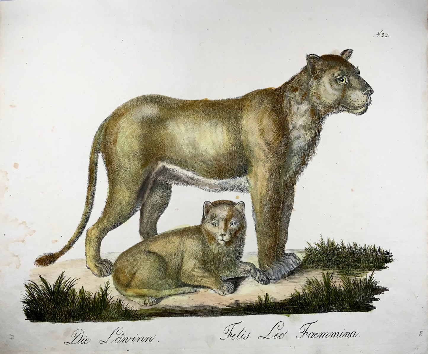 1816 Lioness, Brodtmann, Imp. folio 42.5 cm, incunabula of lithography