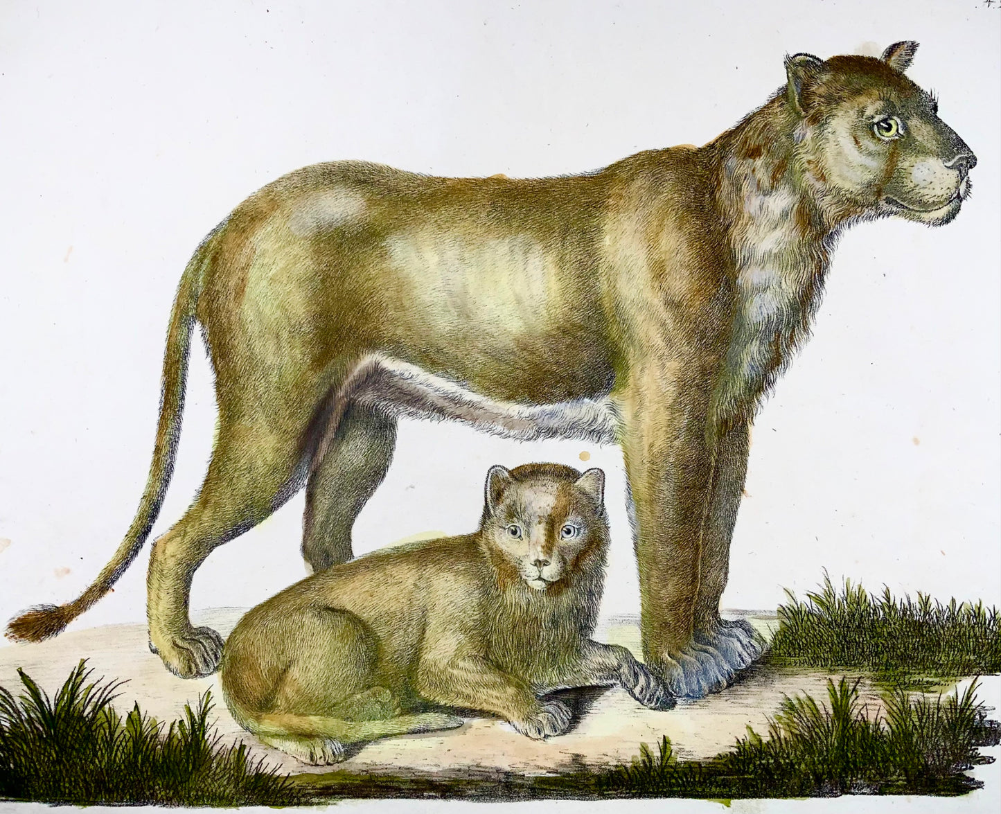 1816 Lioness, Brodtmann, Imp. folio 42.5 cm, incunabula of lithography