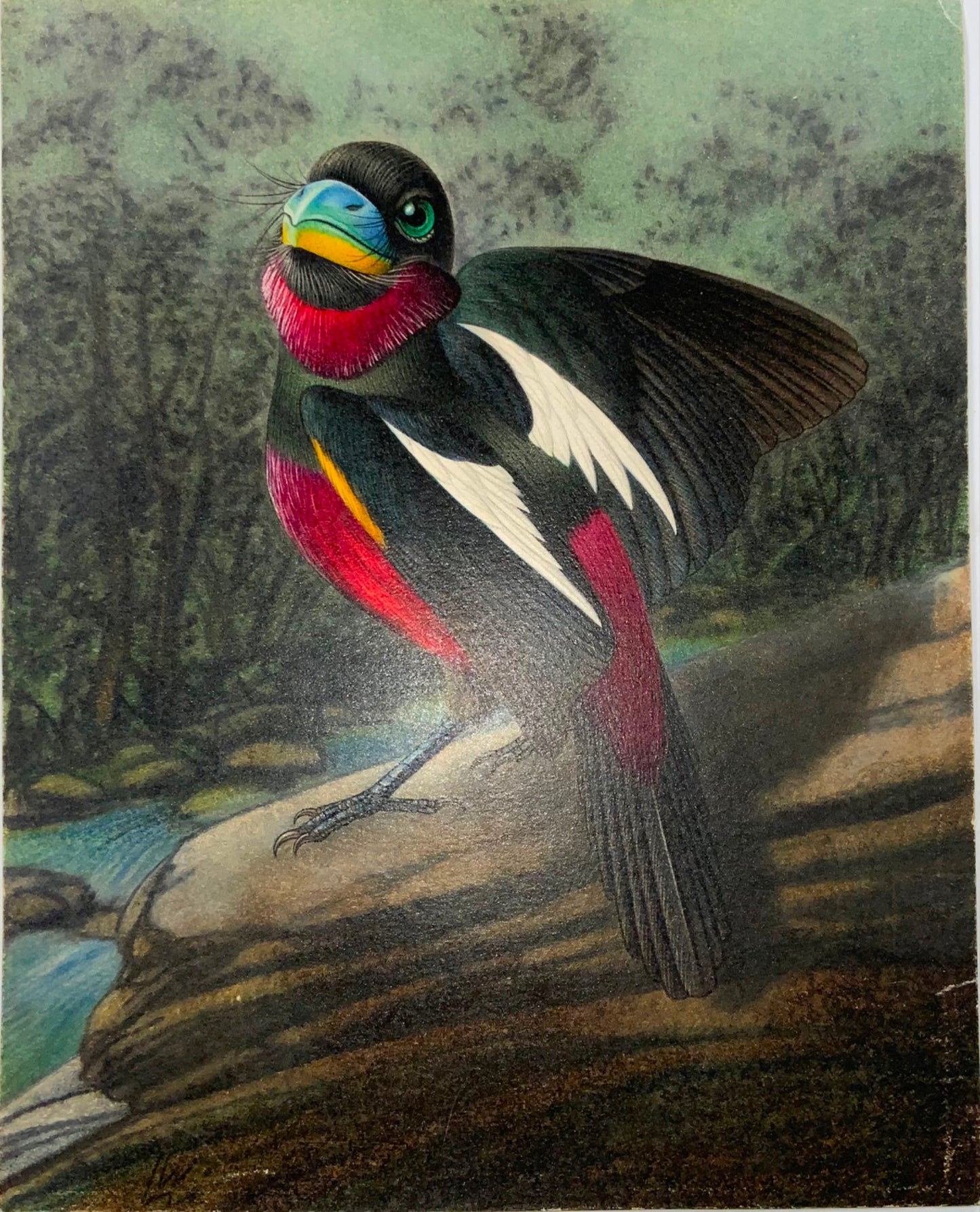 1952 Broadbill, ornithologie, Walter Linsenmaier, dessin aux crayons de couleur