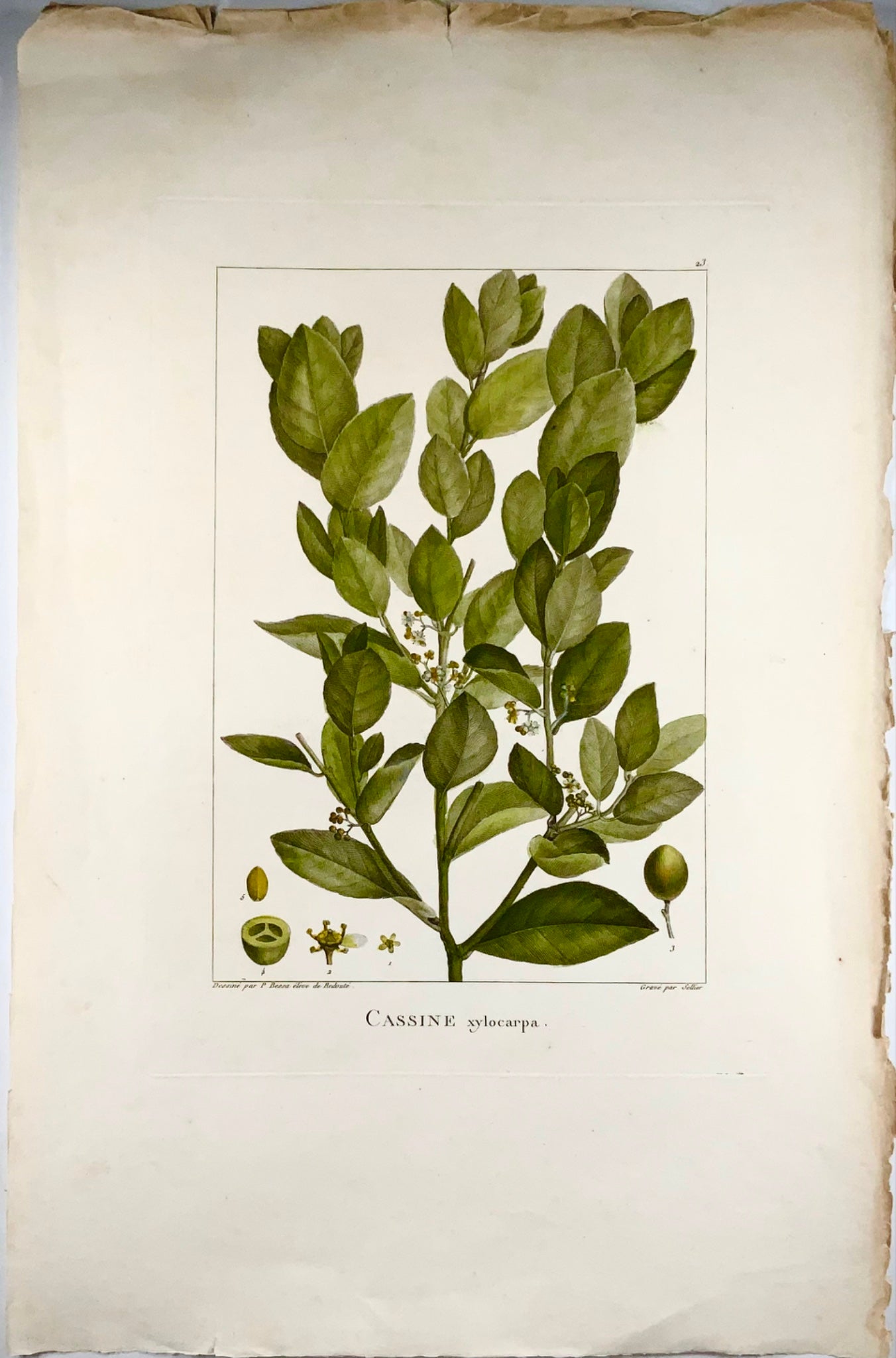 1803 Xylia xylocarpa ["Fabaceae"], 51 cm, d'après Bessa &amp; Redouté, botanique 