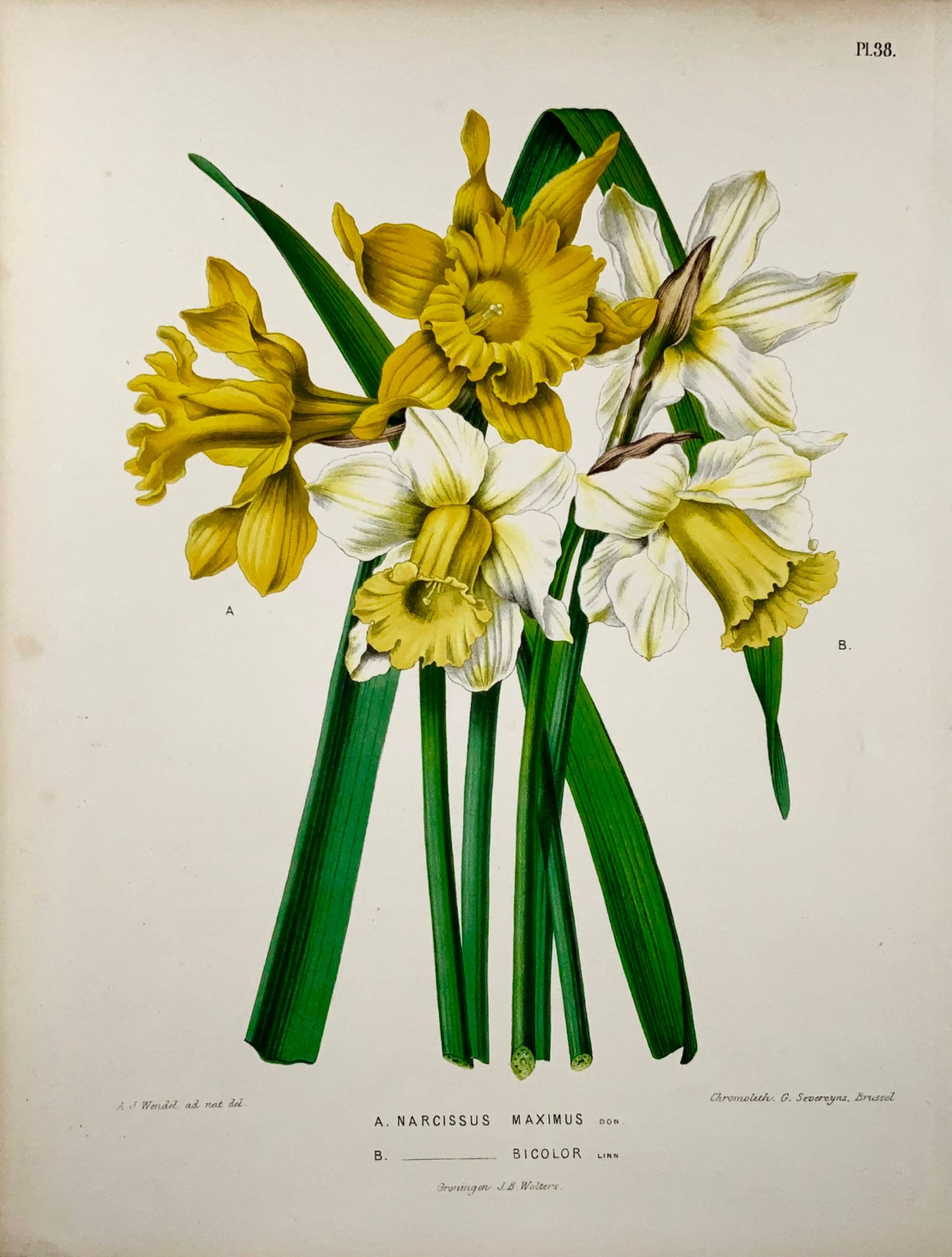 1868 Jonquille, fleur, botanique, folio, Wendel, chromolithographie fine
