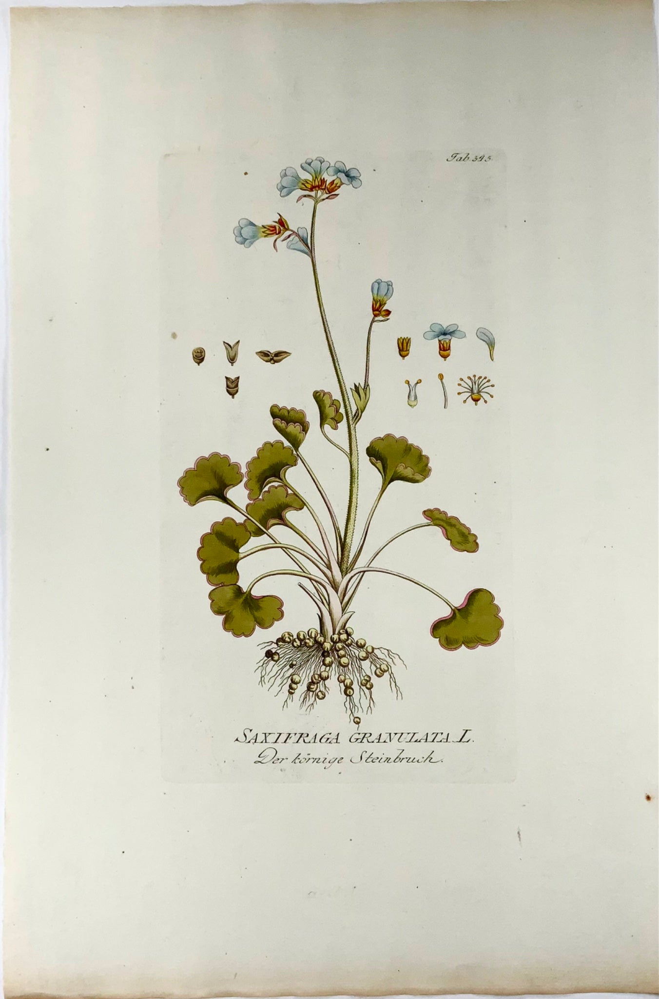 1788 Meadow Saxifrage, J. J. Plenck (b1737), large folio hand colored, botany