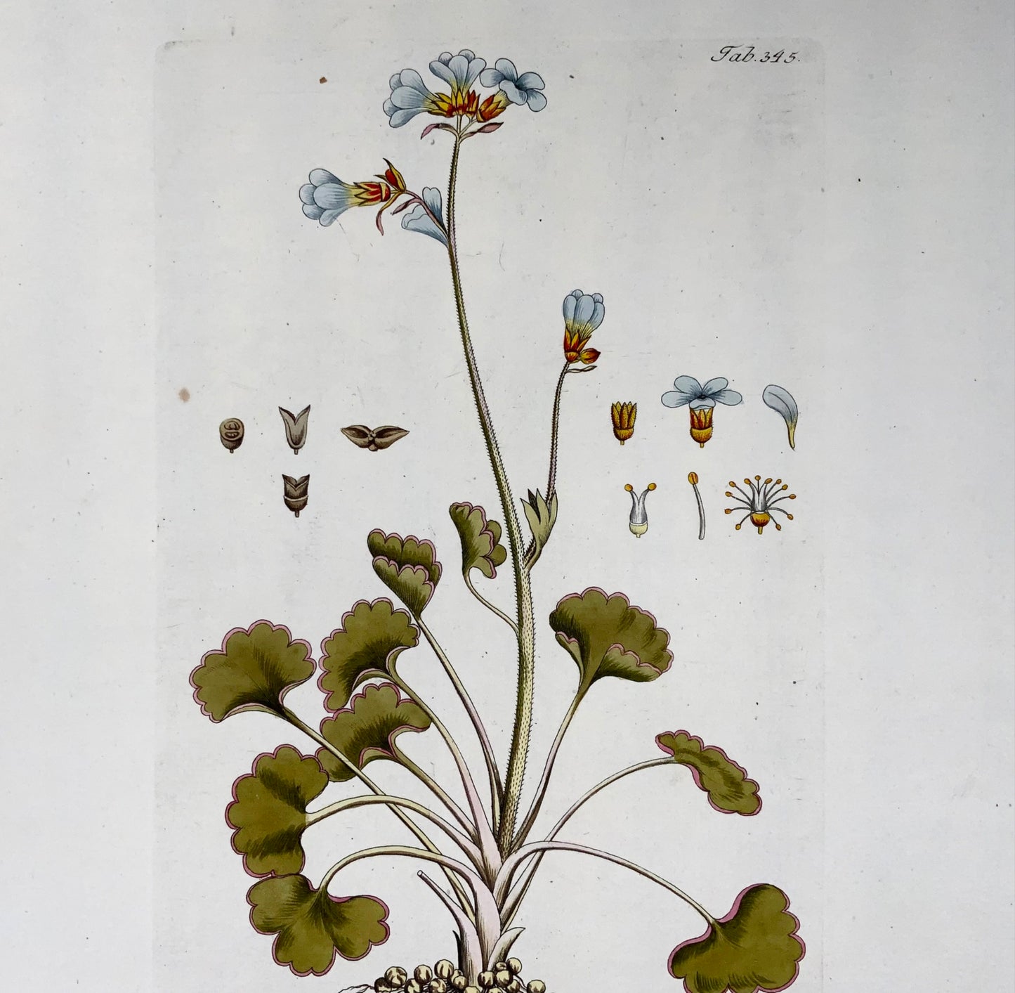 1788 Meadow Saxifrage, J. J. Plenck (b1737), large folio hand colored, botany