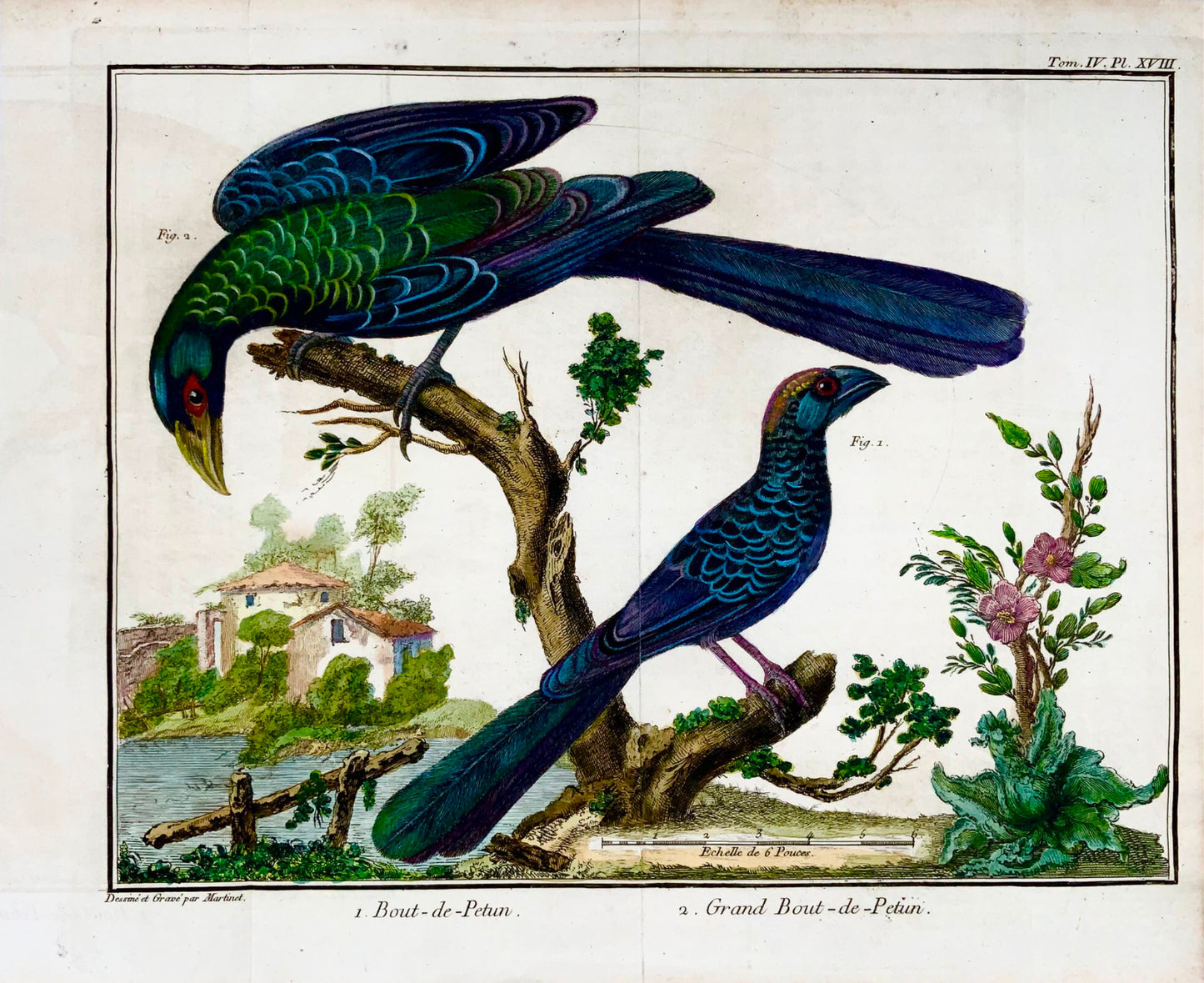 1760 Billed Ani, Martinet (b1725), Brisson, couleur de main exquise, ornithologie 