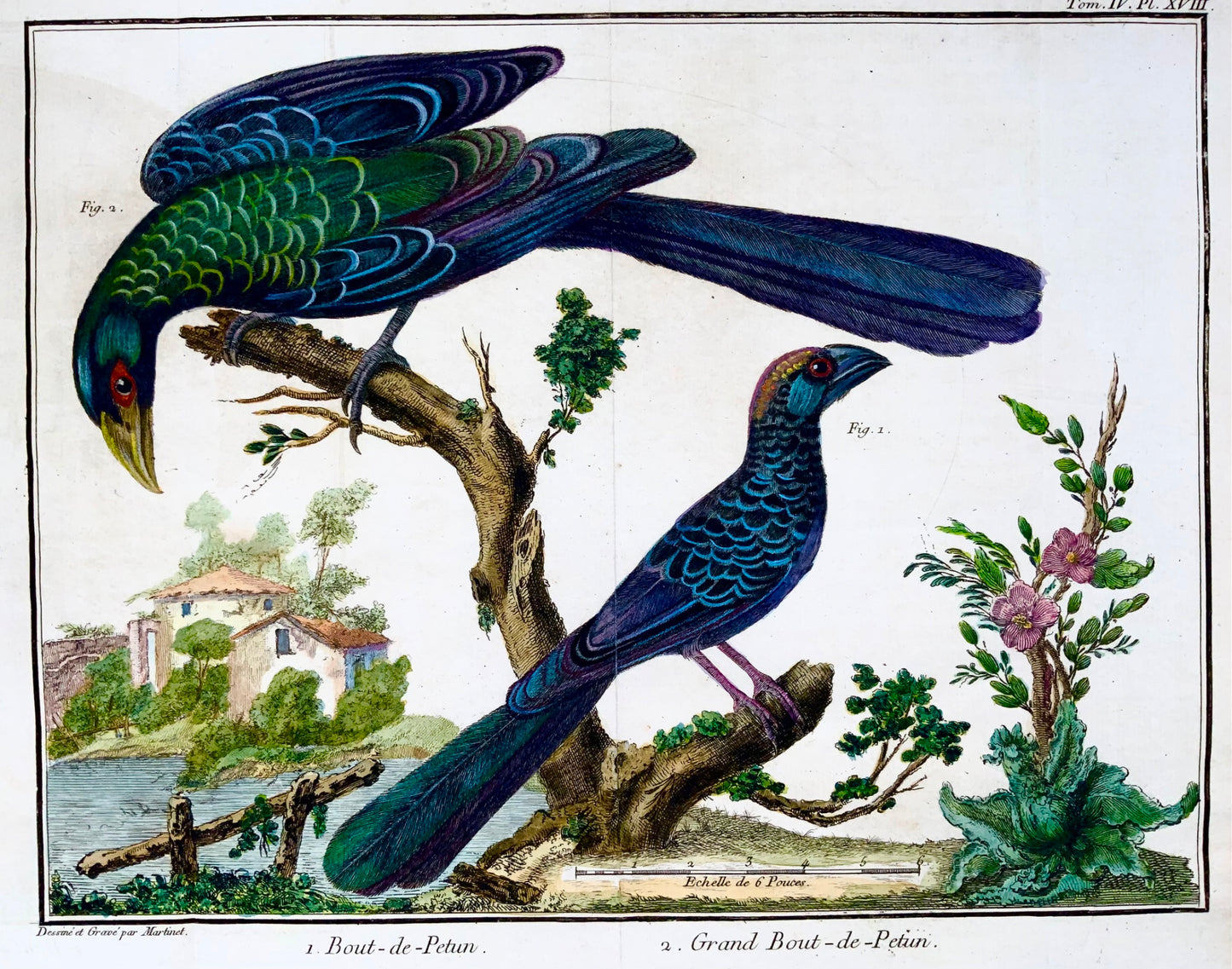 1760 Billed Ani, Martinet (b1725), Brisson, exquisite hand colour, ornithology