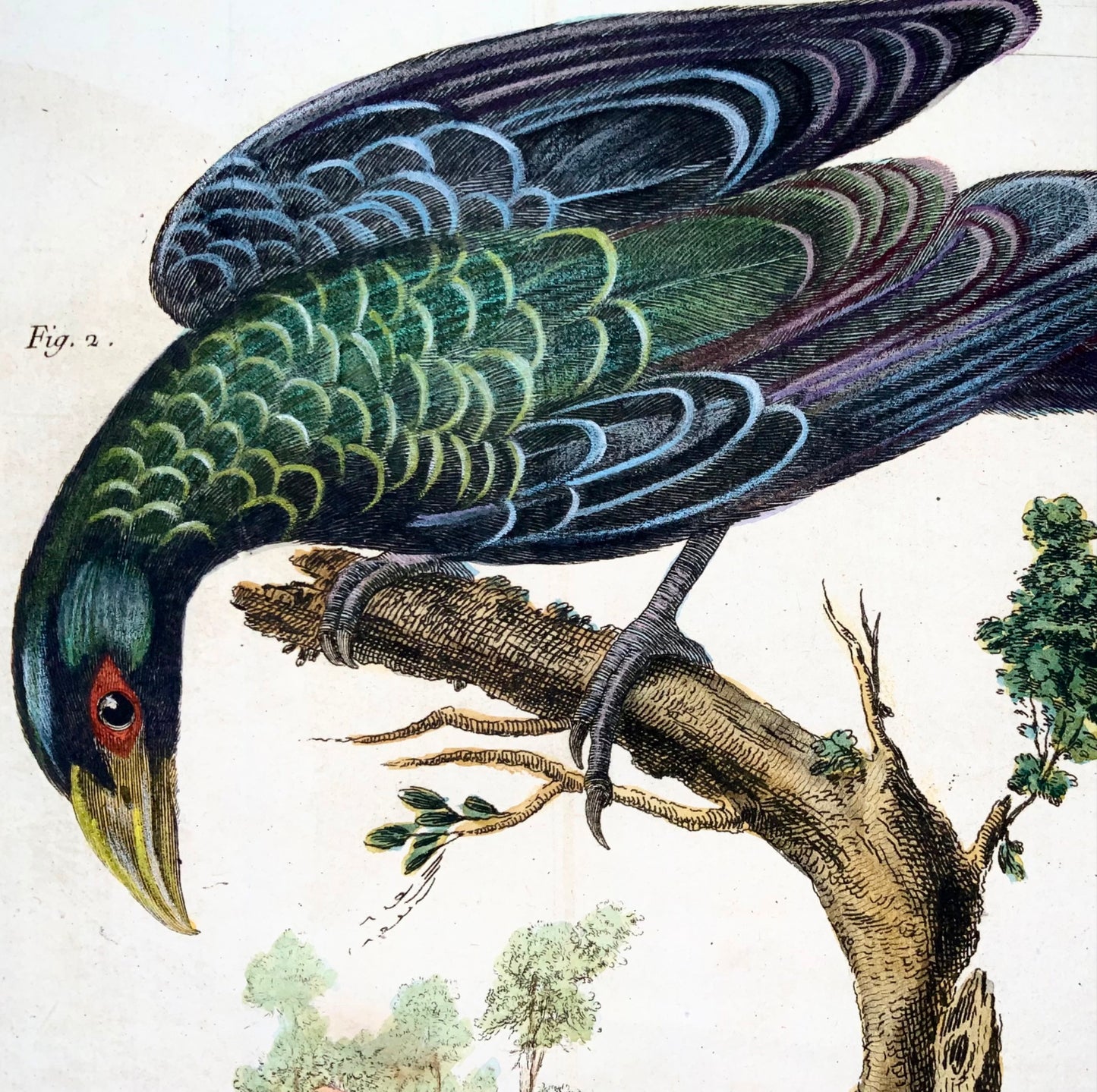 1760 Billed Ani, Martinet (b1725), Brisson, couleur de main exquise, ornithologie 