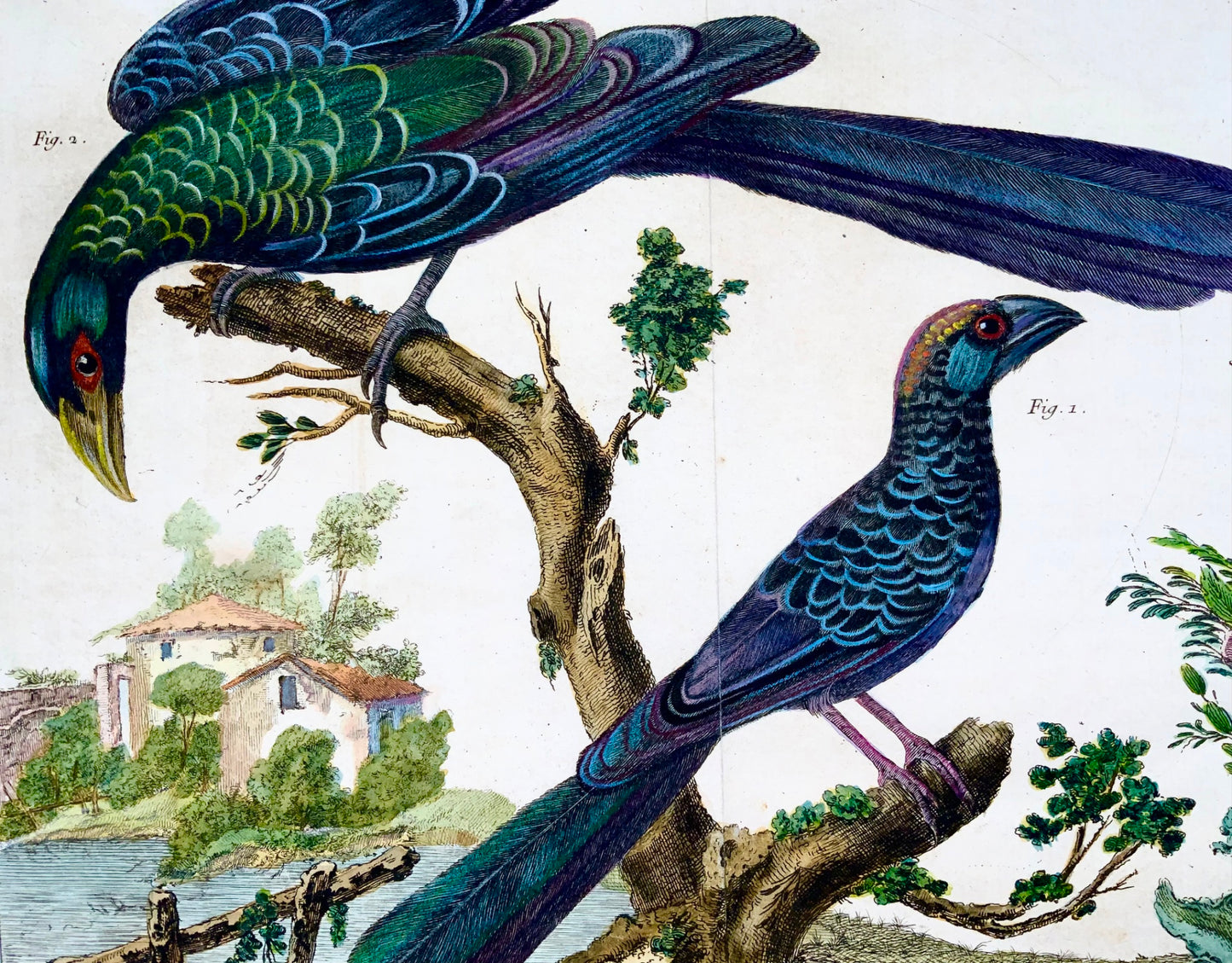 1760 Billed Ani, Martinet (b1725), Brisson, exquisite hand colour, ornithology