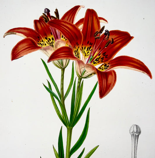 1850 Wood Lily, L. Stroobant, lithographie avec belle couleur originale à la main, botanique