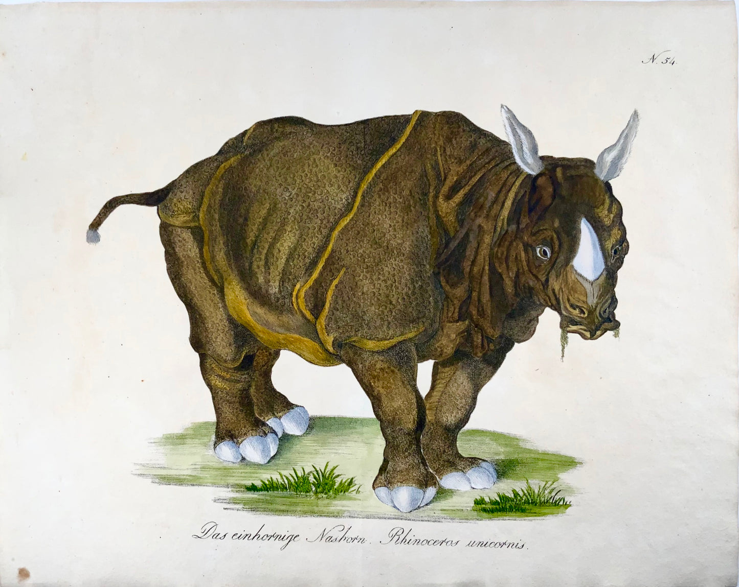 1816 Rhinocéros, Lutin. folio 42,5 cm, lithographie sur pierre incunable, couleur à la main