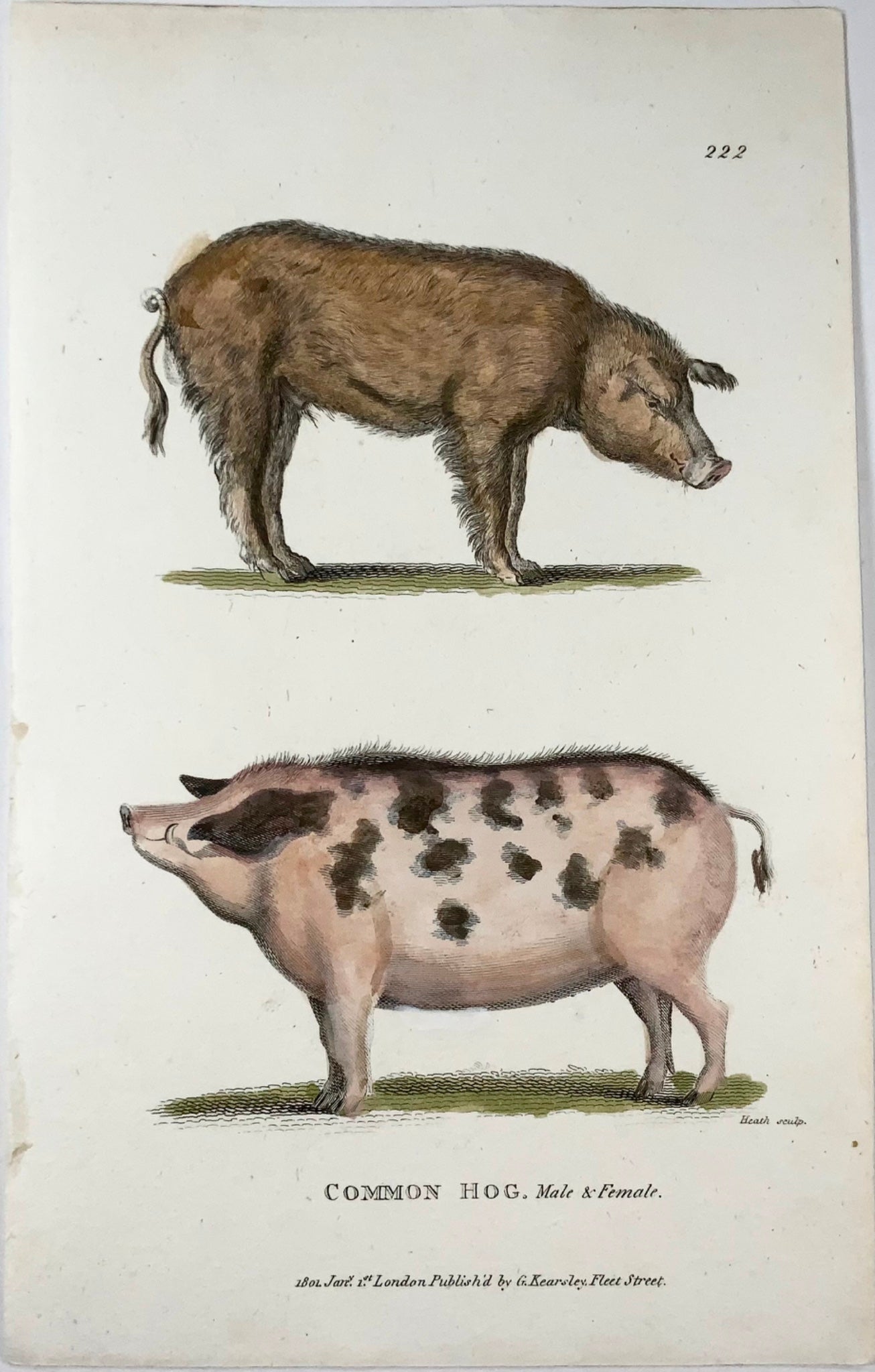 1800 Pig, Hog, mammal, Heath sculp., fine first impression, hand colour