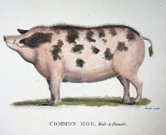 1800 Cochon, porc, mammifère, chabp de bruyère, bonne première impression, couleur de la main