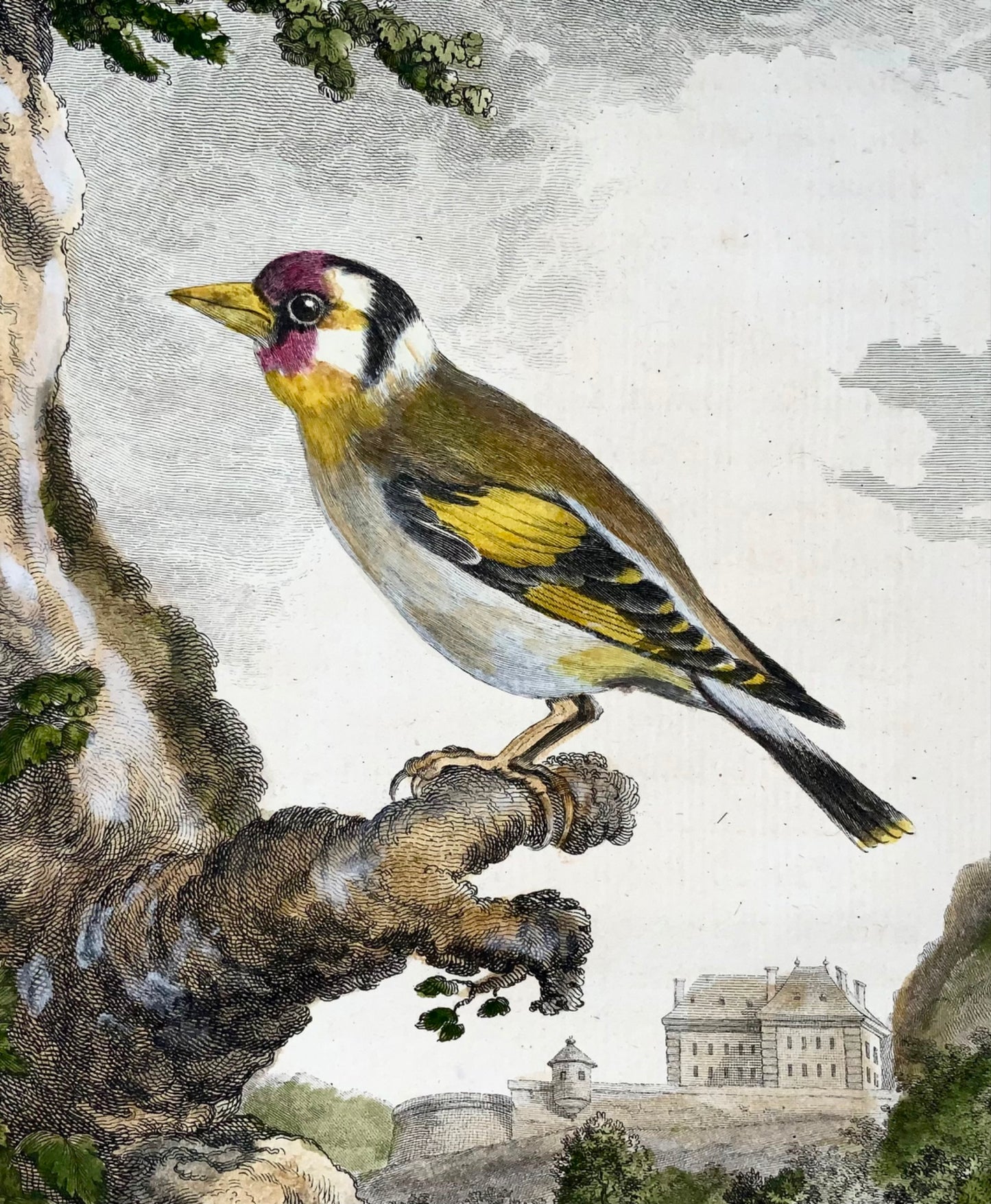 1771 Goldfinch, De Seve, ornithology, large quart edition, engraving