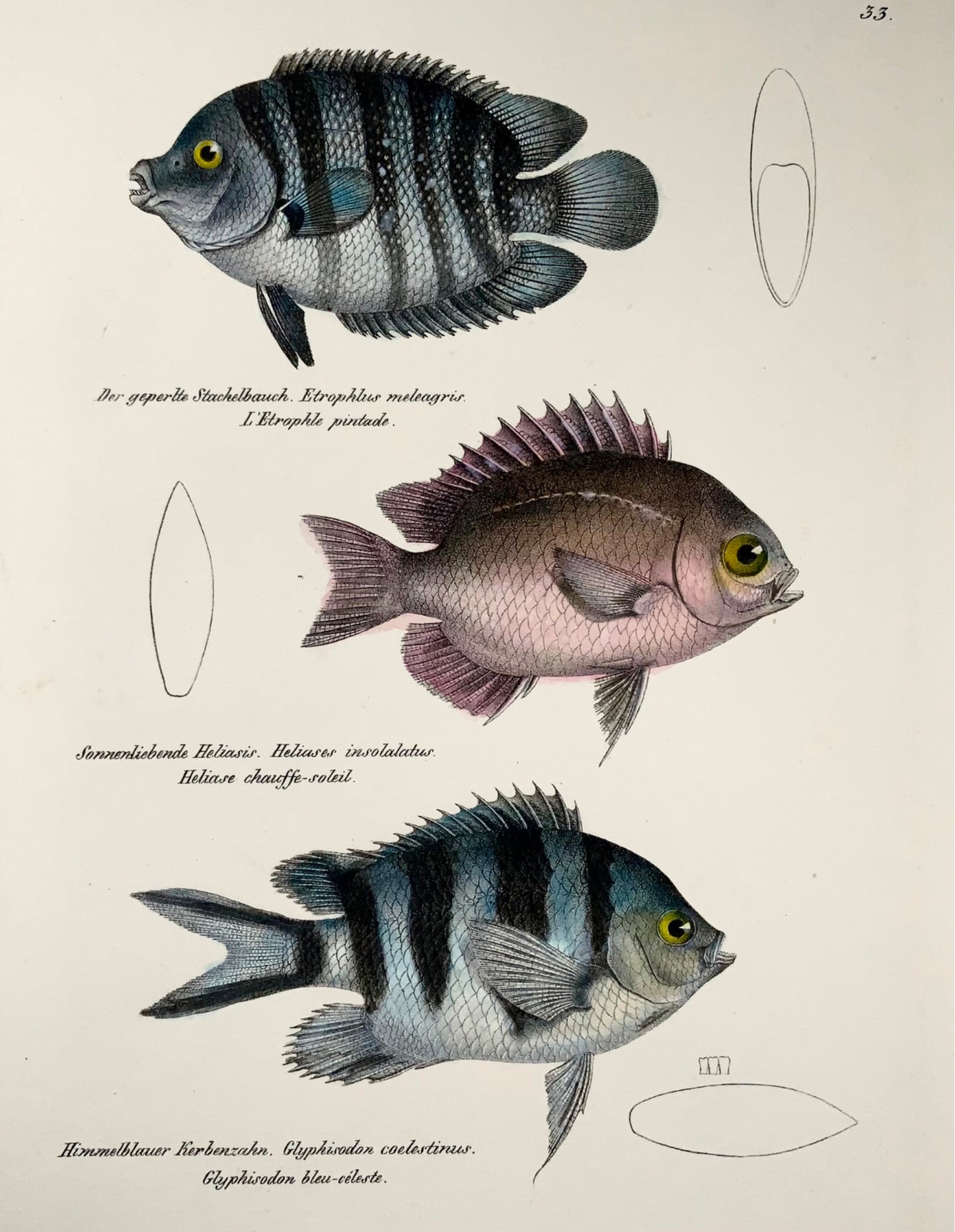 1833 Cichlid, Etroplus, Schinz (b1777), folio colorié à la main, lithographie sur pierre