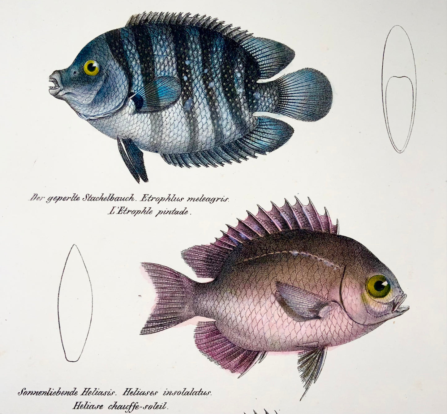 1833 Cichlid, Etroplus, Schinz (b1777), folio colorié à la main, lithographie sur pierre