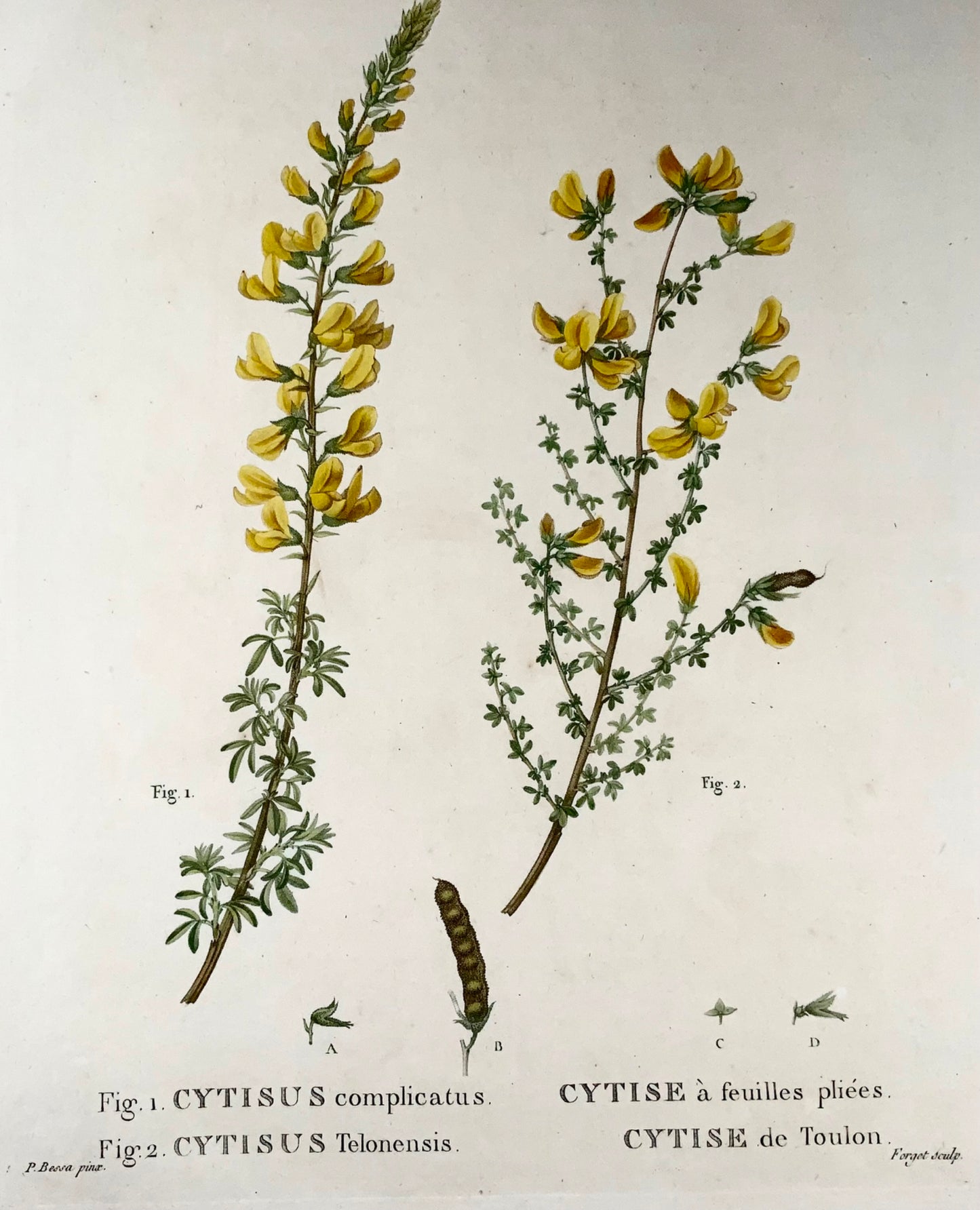 1801 Cytisus, Bessa, gravure en pointillé in-folio, couleur à la main, botanique