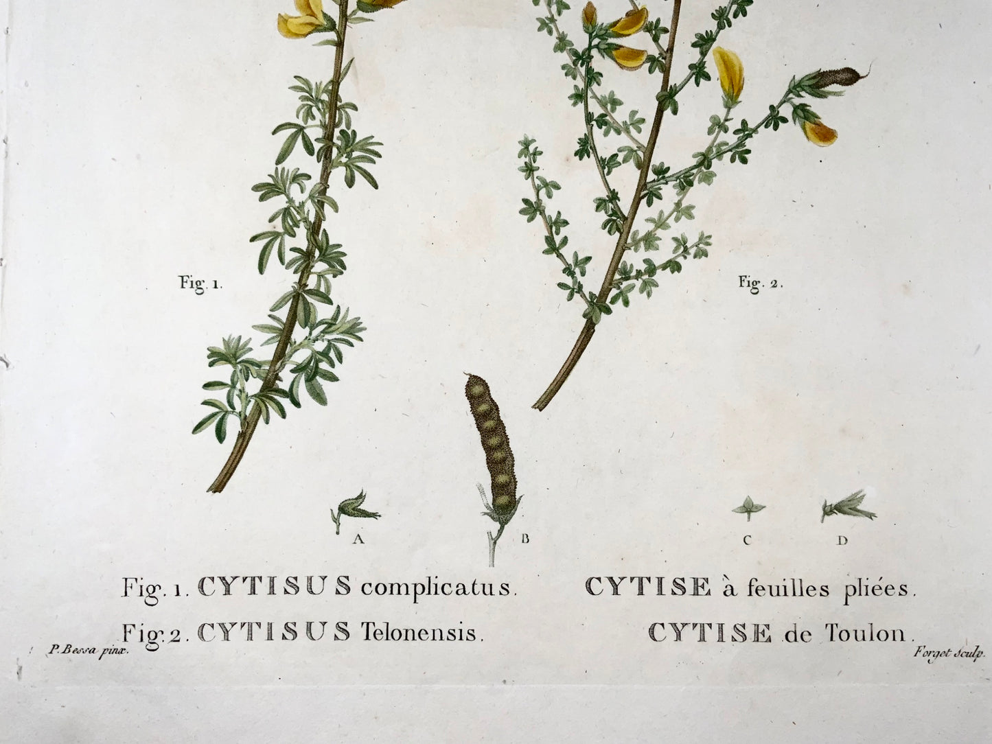 1801 Cytisus, Bessa, gravure en pointillé in-folio, couleur à la main, botanique