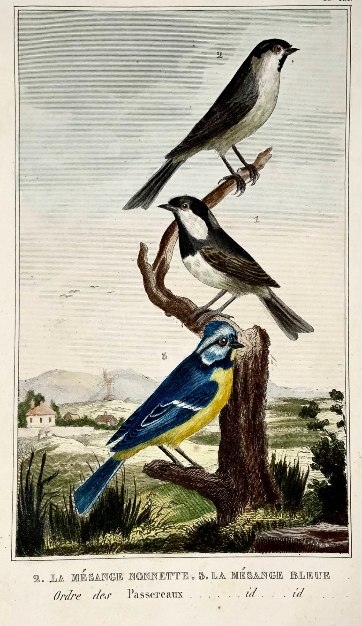 1822 Blue tit, tits, ornithology, engraving, fine original hand colour