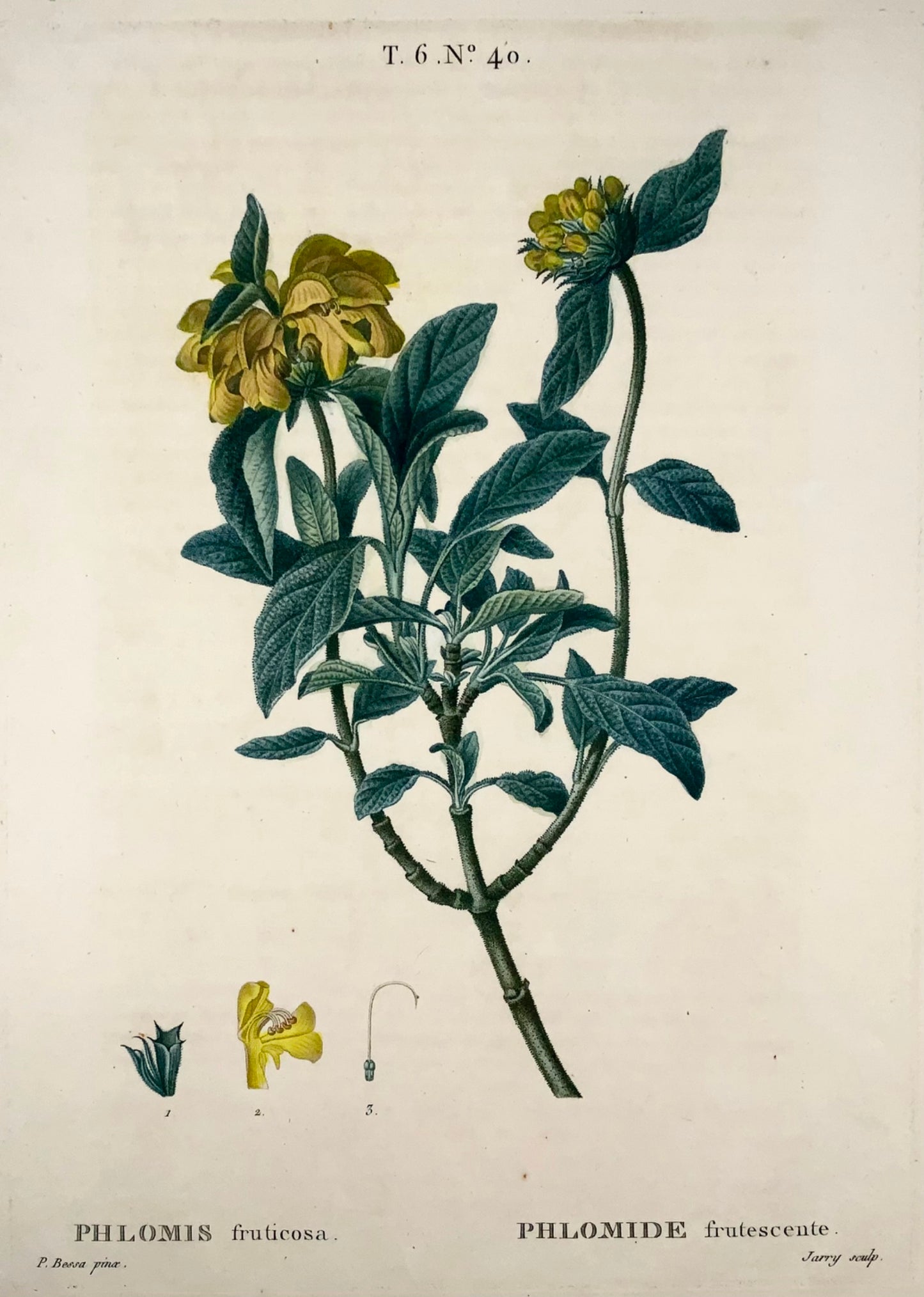 1801 Sauge de Jérusalem, Bessa, gravure en pointillé folio, couleur à la main, botanique
