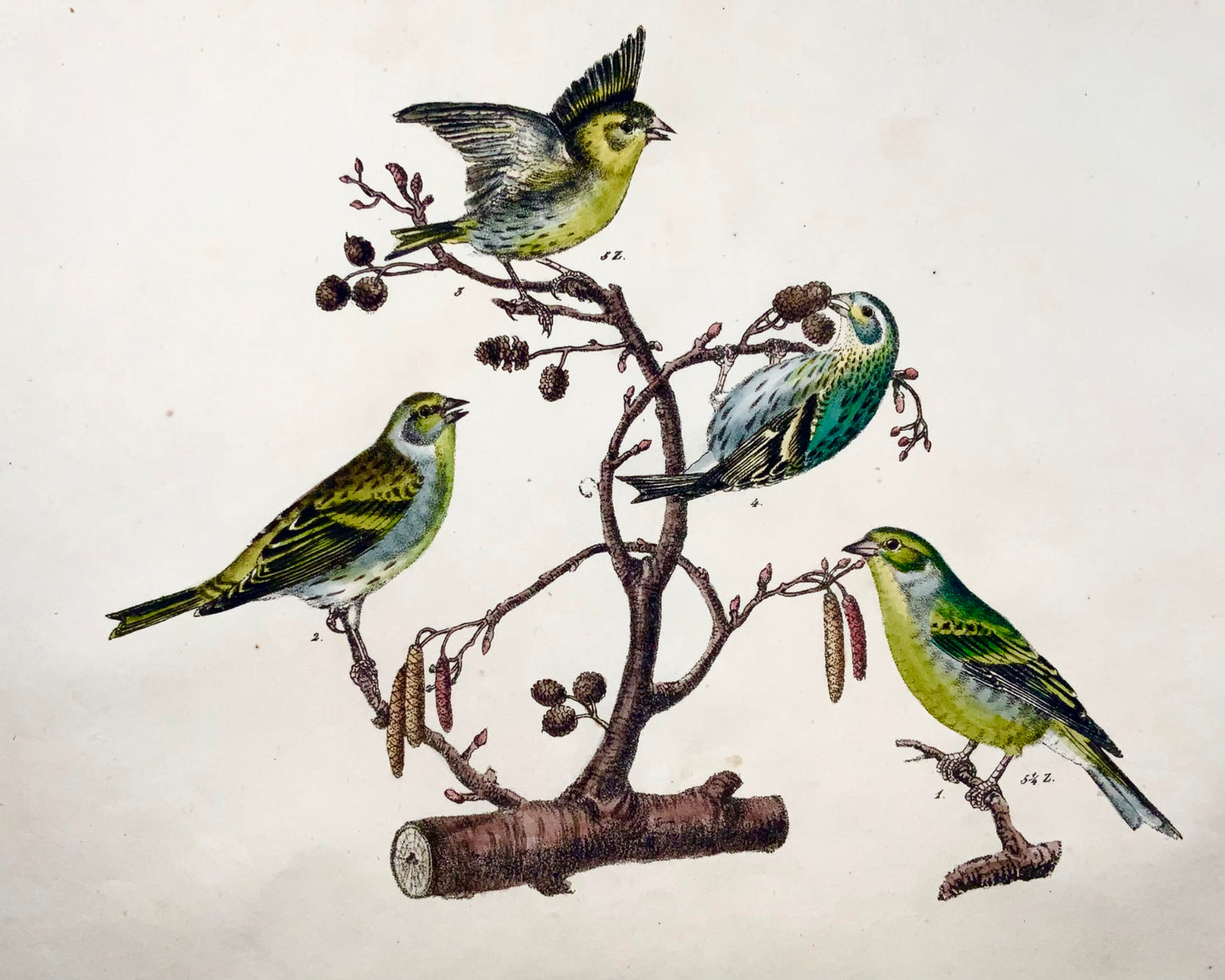 1819 Canari, pinson, oiseaux chanteurs, ornithologie, Strack, lithographie à la craie, couleur à la main