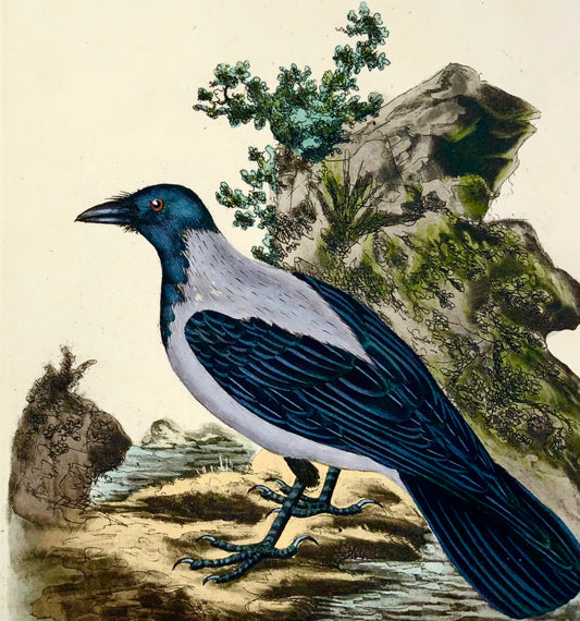 1794 Corneille mantelée, Edward Donovan, ornithologie, fine gravure colorée à la main 