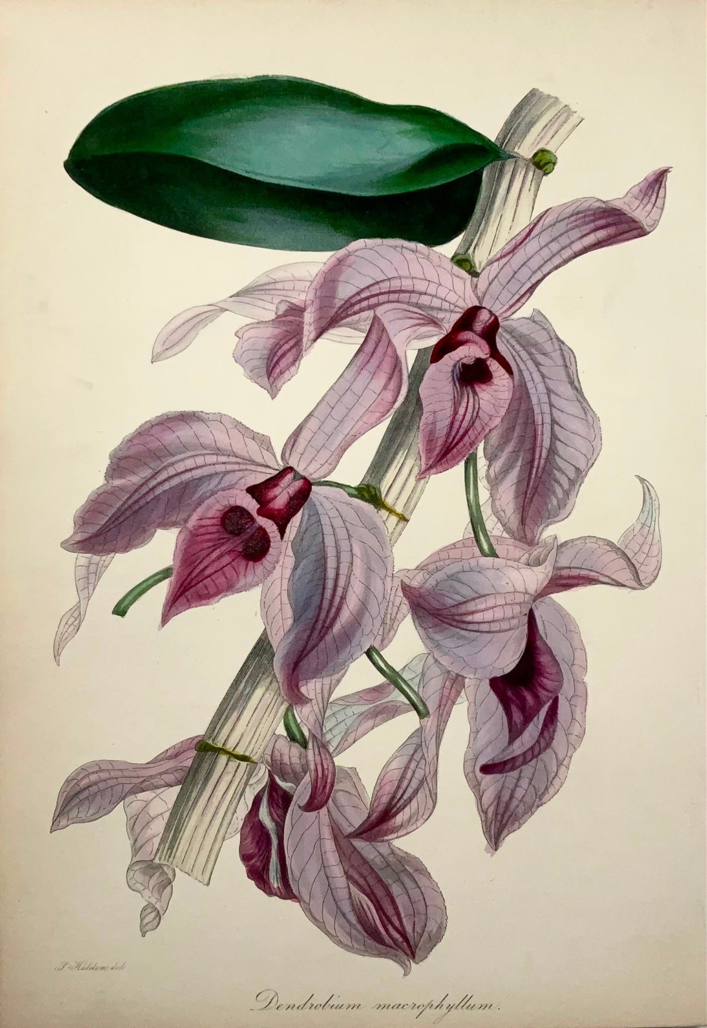 1841 Dendrobium macrophyllum, orchidée, Holden, couleur fine à la main, botanique