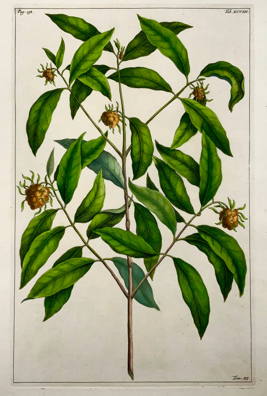 1741 Morinda, Rumpf, Herbarium Amboinense, Indonesia, hand colour, folio, botany