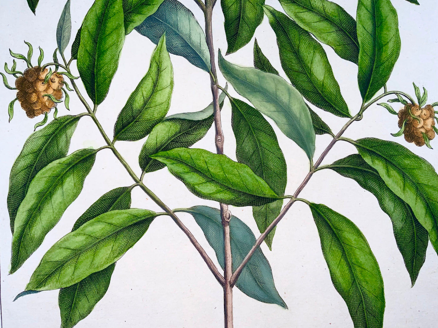 1741 Morinda, Rumpf, Herbarium Amboinense, Indonésie, couleur main, folio, botanique