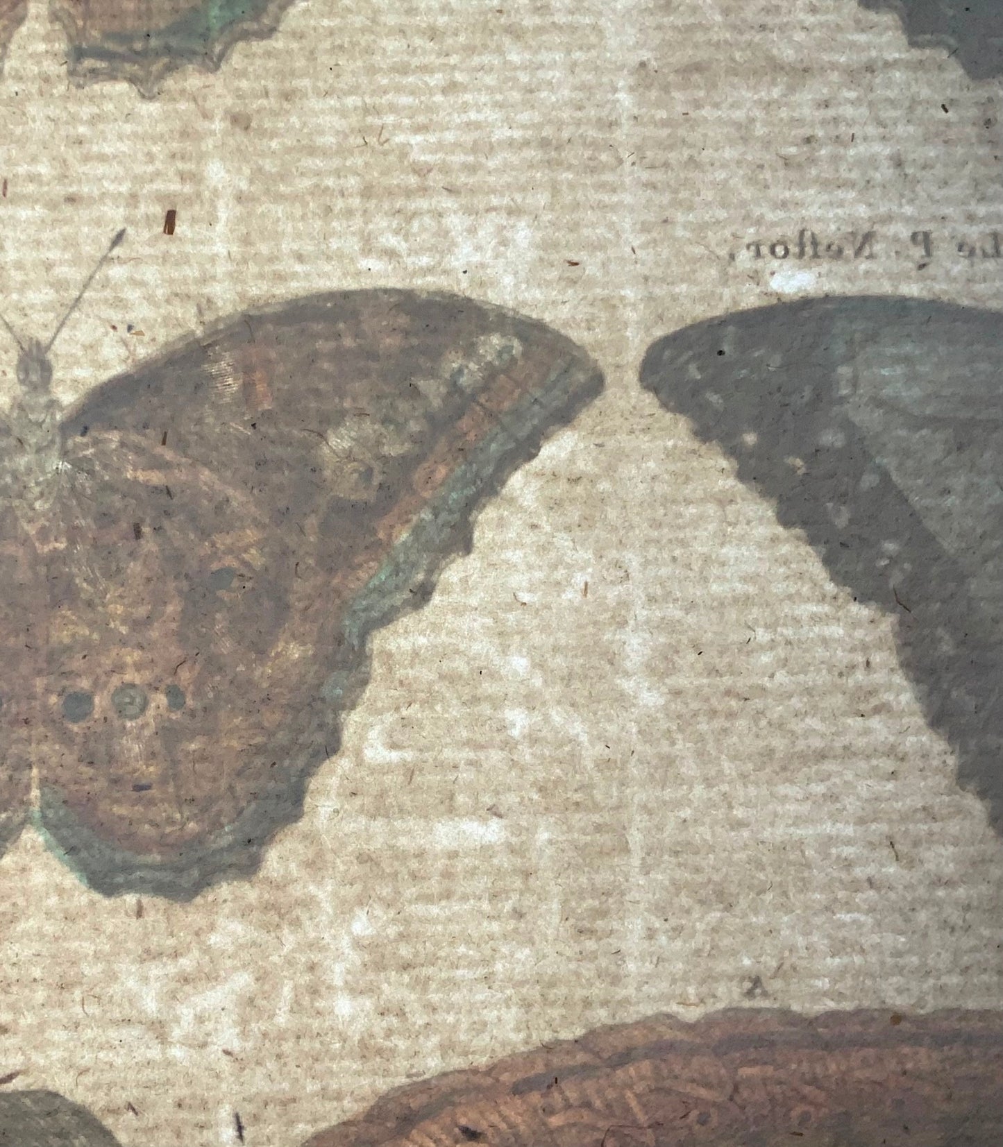 1794 Butterflies, Nymphes, Latreille, hand coloured quarto engraving, insects