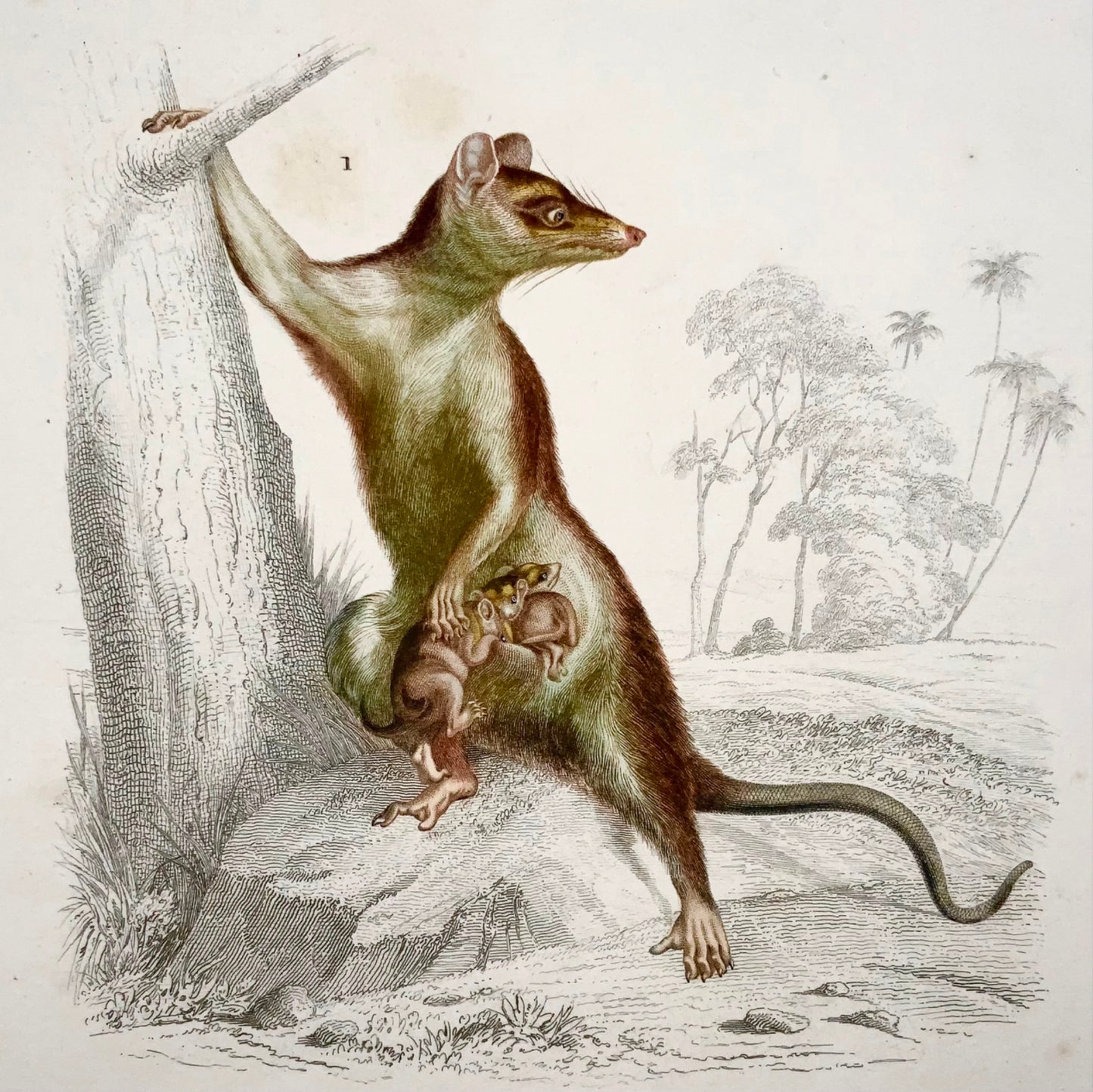 1840 Opossum souris, marsupiaux, Ed Travies, couleur à la main, gravure, mammifères