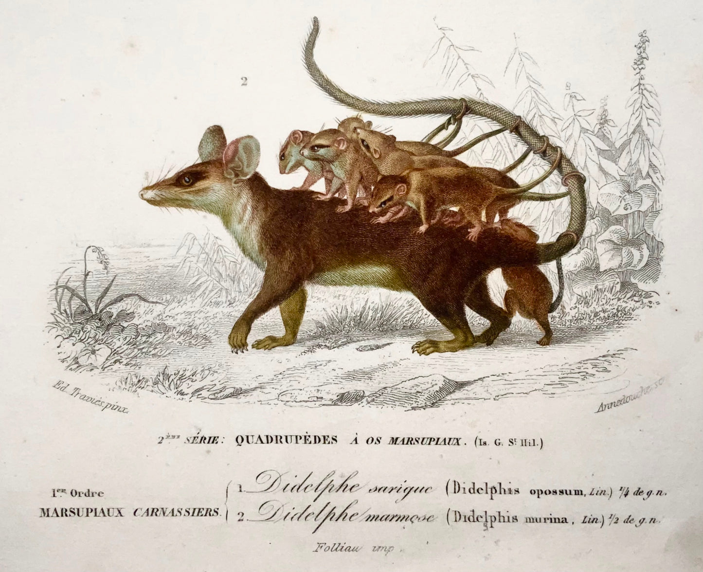 1840 Opossum souris, marsupiaux, Ed Travies, couleur à la main, gravure, mammifères