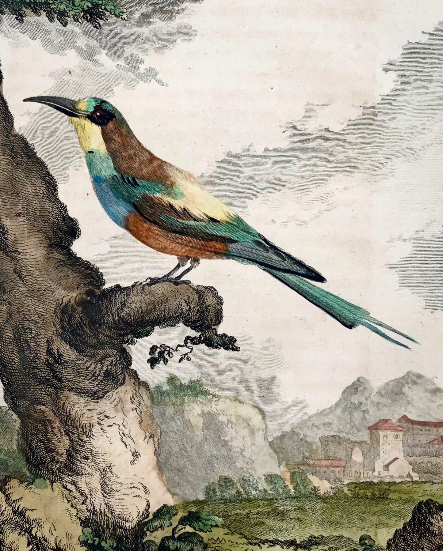 1771 Bee-Eater, De Seve, ornithologie, édition grand in-4to, gravure 