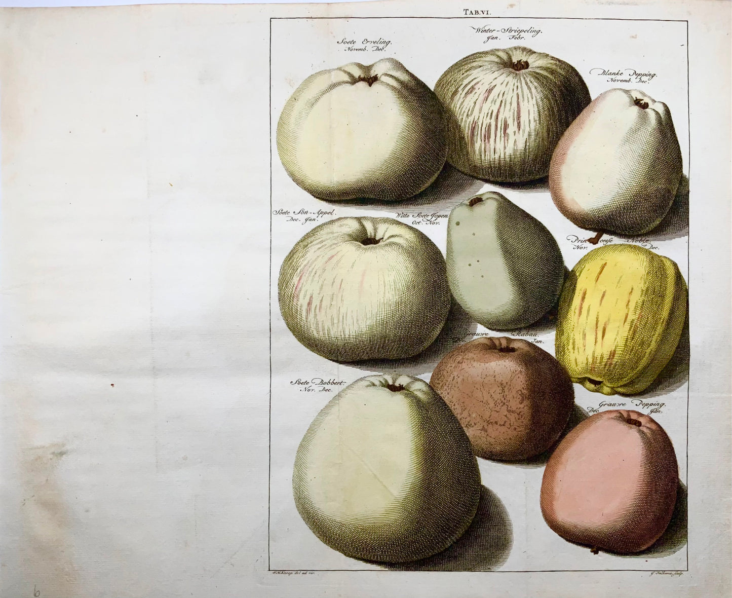 1758 Pommes, fruits, gravure sur cuivre in-folio d'après Knoop par Folkema, botanique 