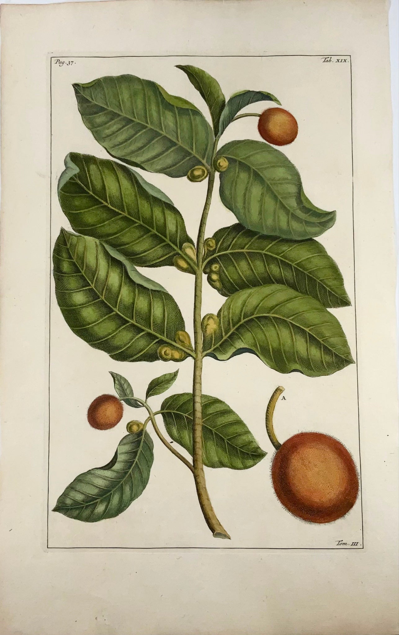 1741 Neolamarckia, Rumpf (Rumpfius), G. E. (B1627), botanical, tropical, folio