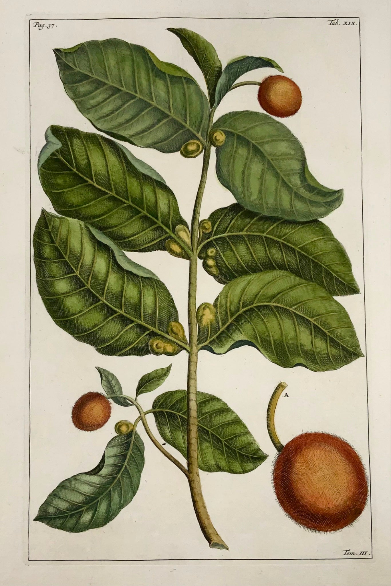 1741 Neolamarckia, Rumpf (Rumpfius), GE (B1627), botanique, tropical, folio 