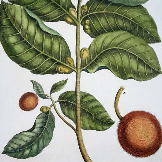 1741 Neolamarckia, Rumpf (Rumpfius), G. E. (B1627), botanical, tropical, folio