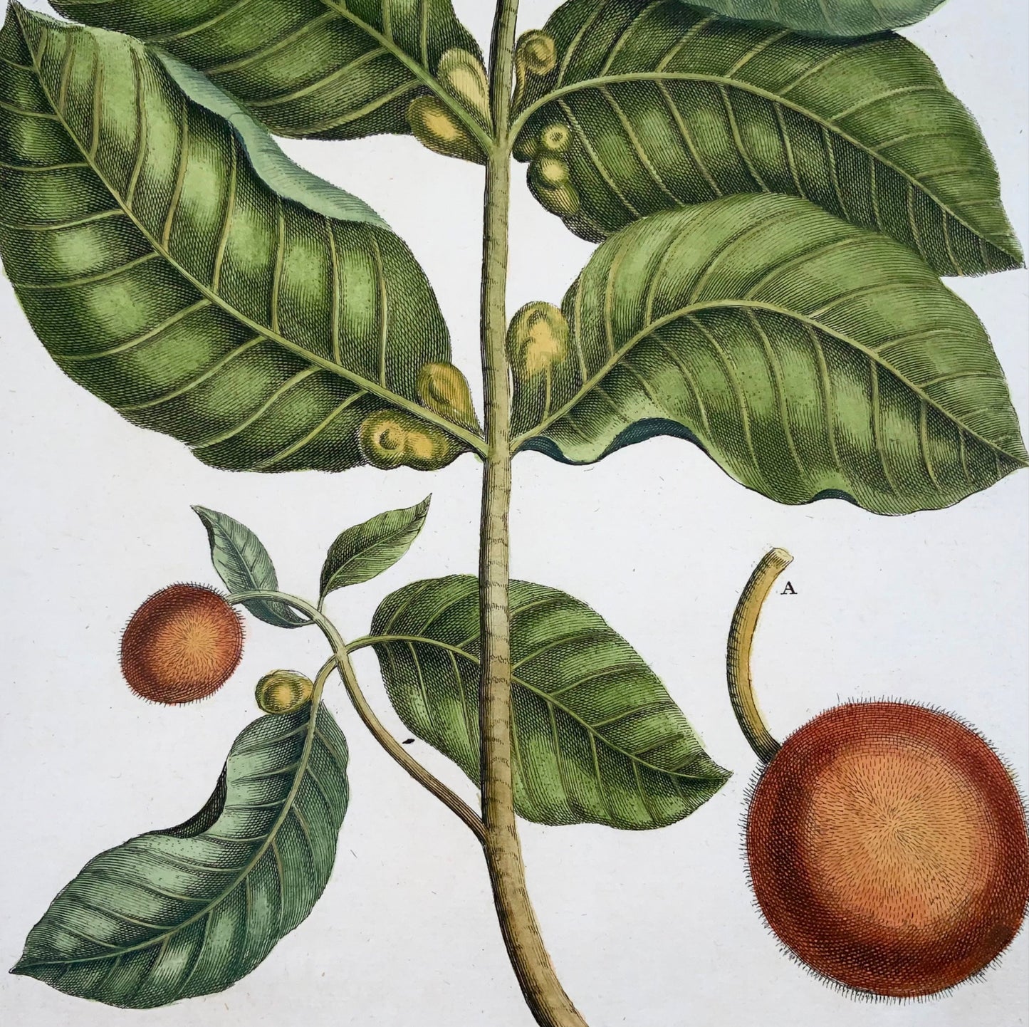 1741 Neolamarckia, Rumpf (Rumpfius), GE (B1627), botanique, tropical, folio 