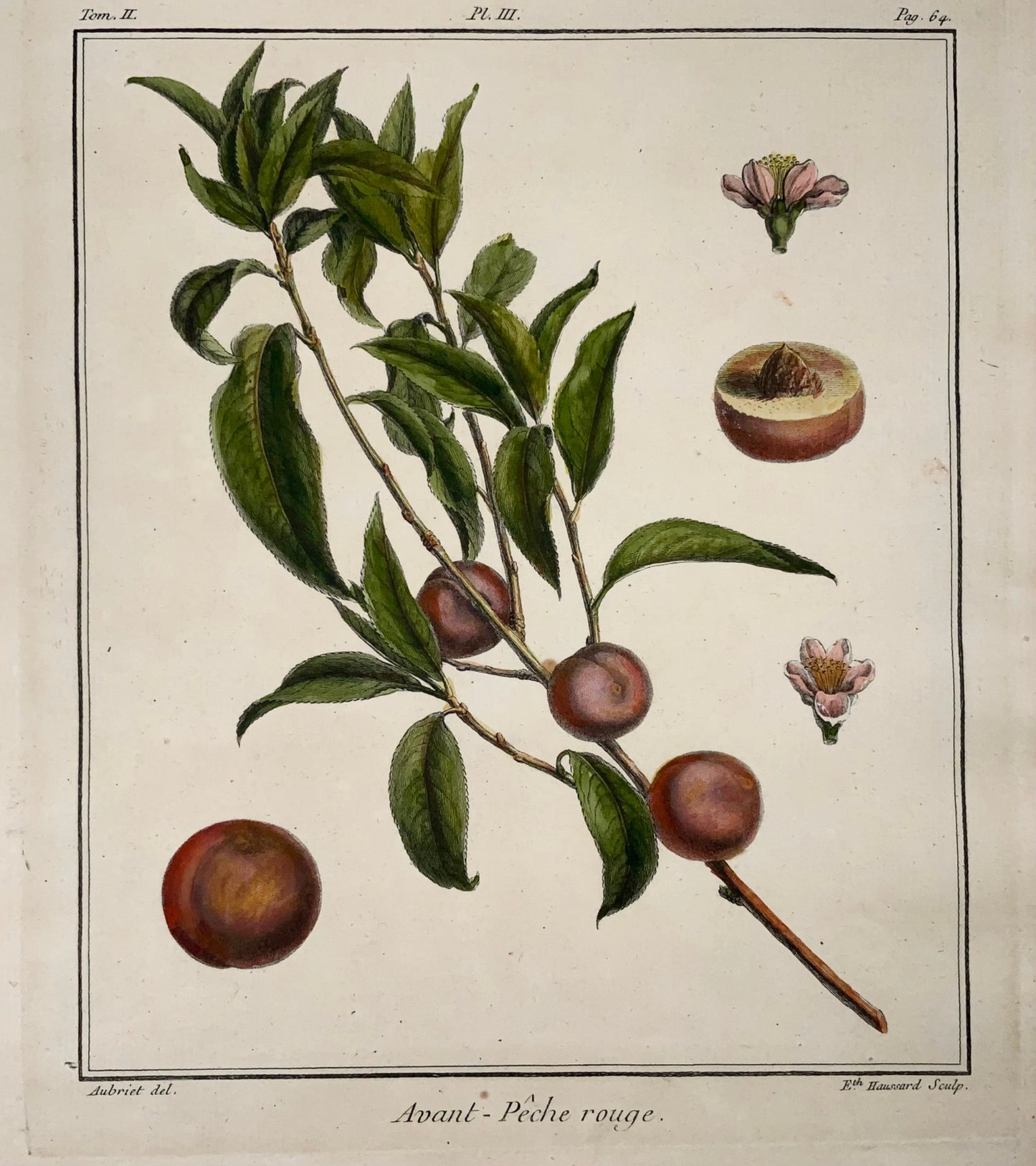 1768 Apricot, fruit, Duhamel du Monceau, large quarto, hand colour,