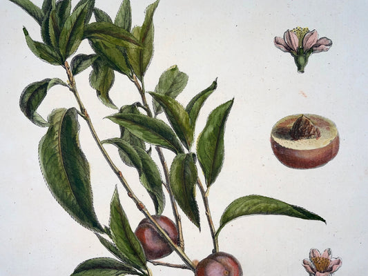 1768 Abricot, fruit, Duhamel du Monceau, grand in-4, coloris main, 