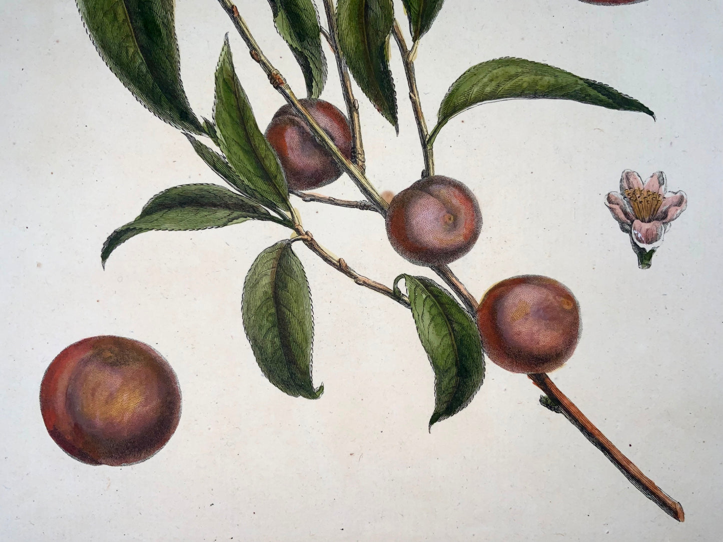 1768 Apricot, fruit, Duhamel du Monceau, large quarto, hand colour,