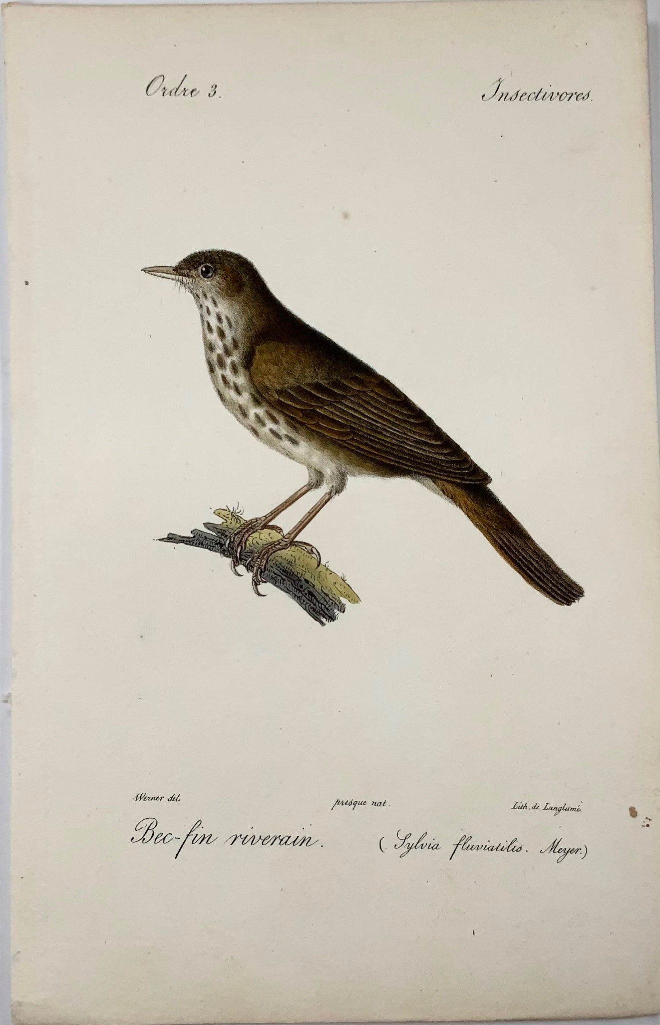 1820 Paruline de rivière, Wermer, Langume, lithographie sur pierre, oiseaux, couleur à la main