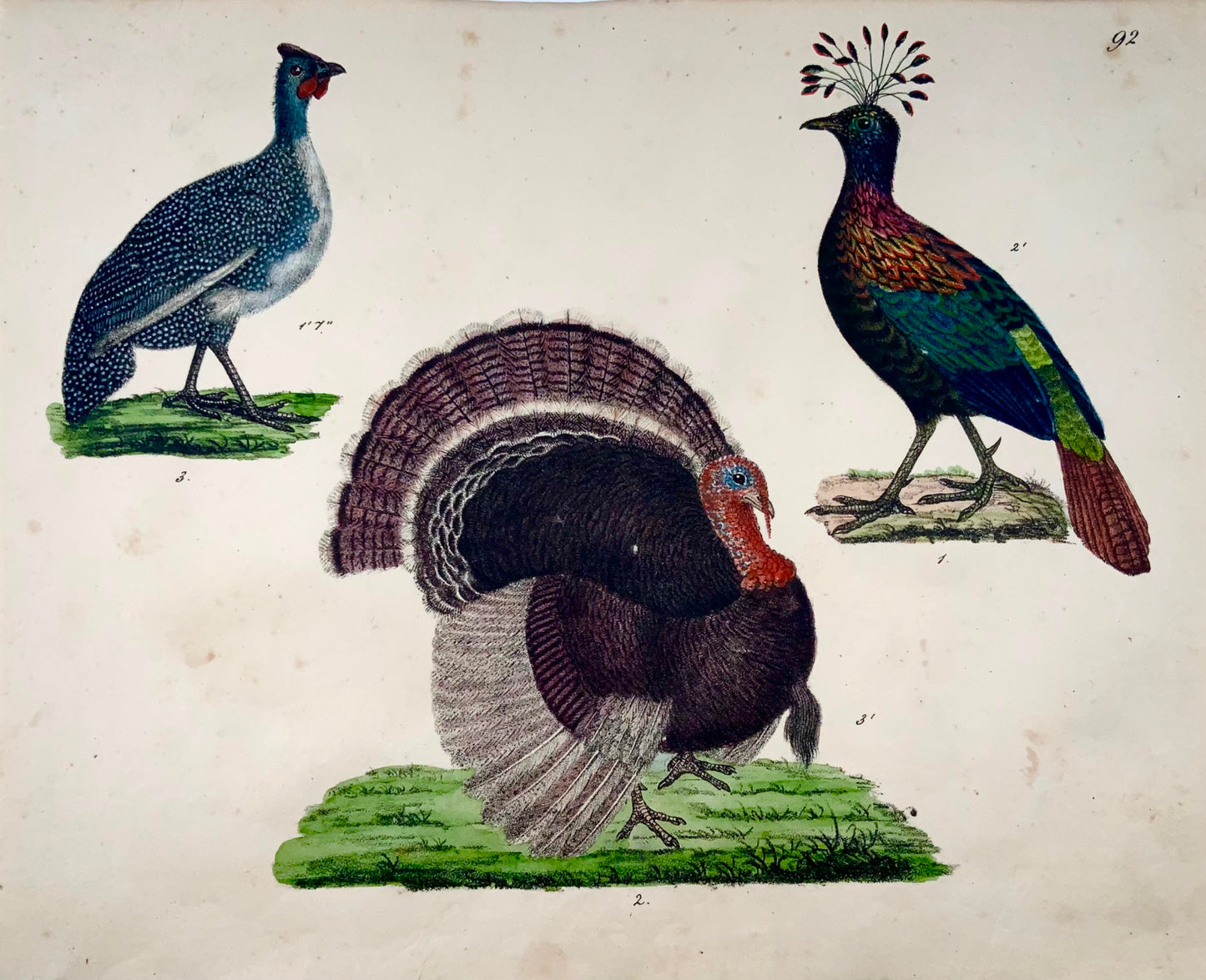 1819 Turkey, fowl, poultry, ornithology, Strack, chalk lithohraph, hand color