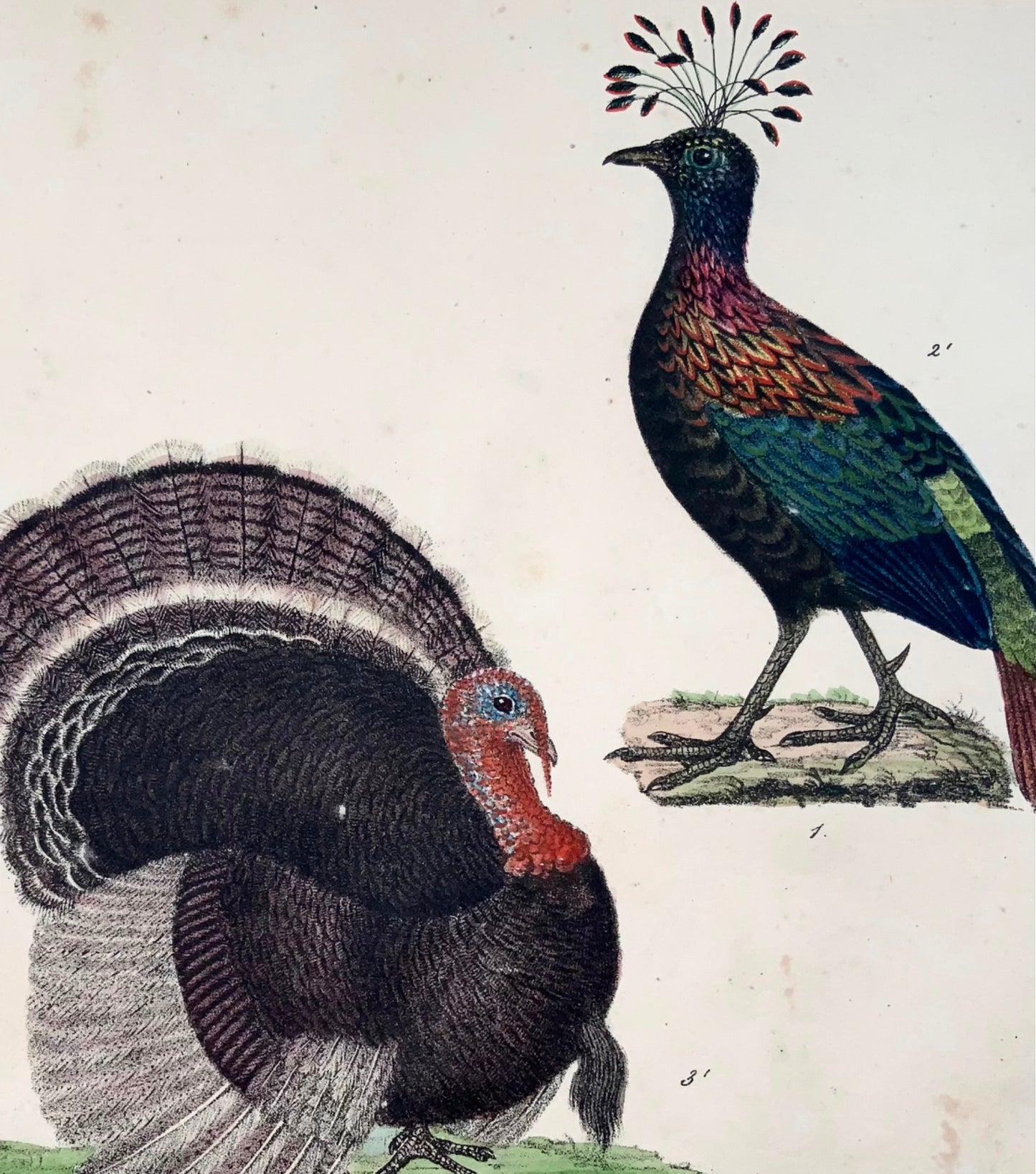 1819 Turkey, fowl, poultry, ornithology, Strack, chalk lithohraph, hand color