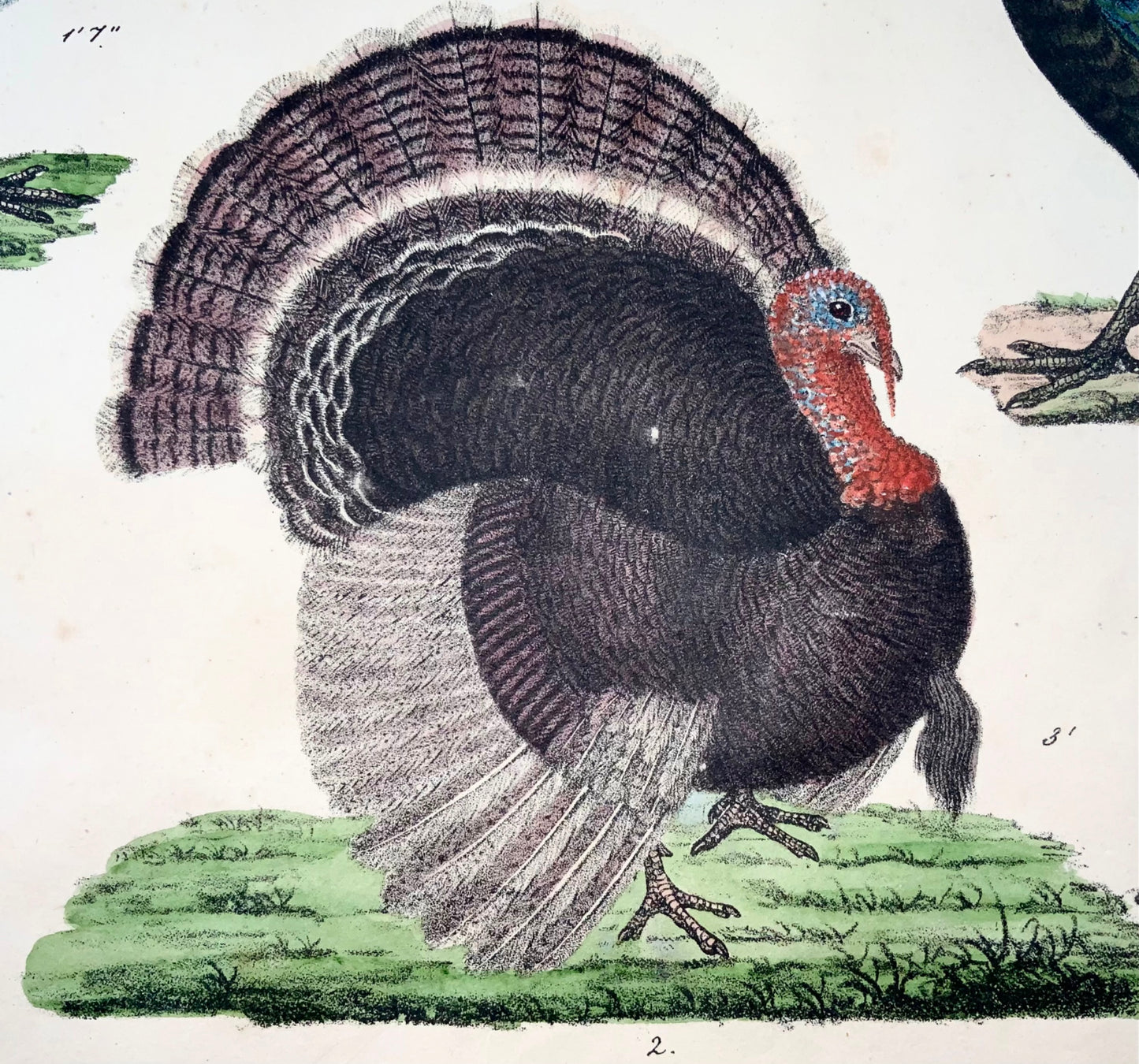 1819 Dinde, volaille, volaille, ornithologie, Strack, lithographie à la craie, couleur à la main