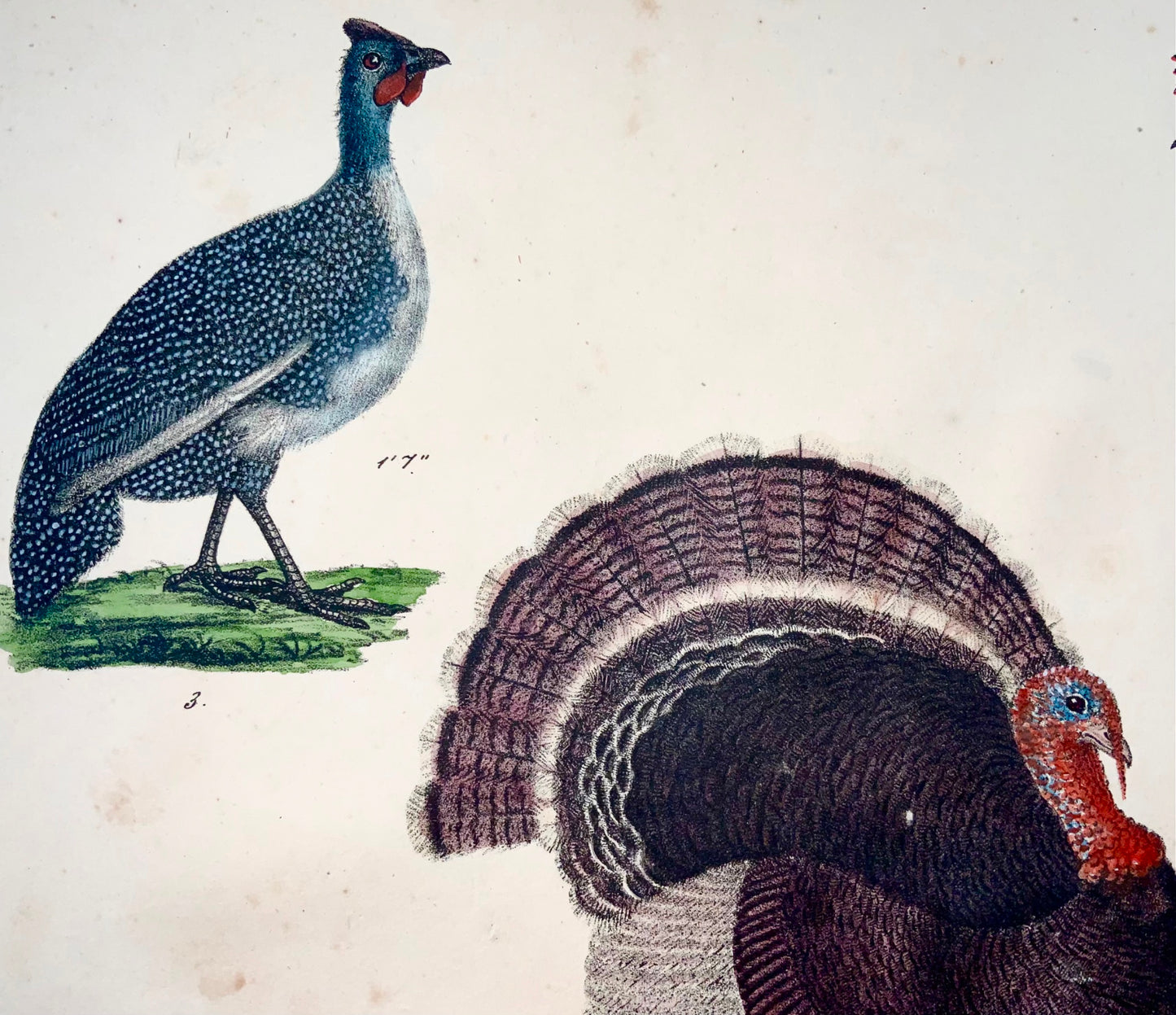 1819 Dinde, volaille, volaille, ornithologie, Strack, lithographie à la craie, couleur à la main