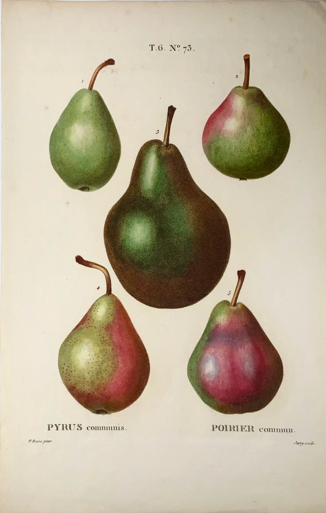 1801 Pears, pourers, Bessa, folio stipple engraving, hand colour, botany, fruit
